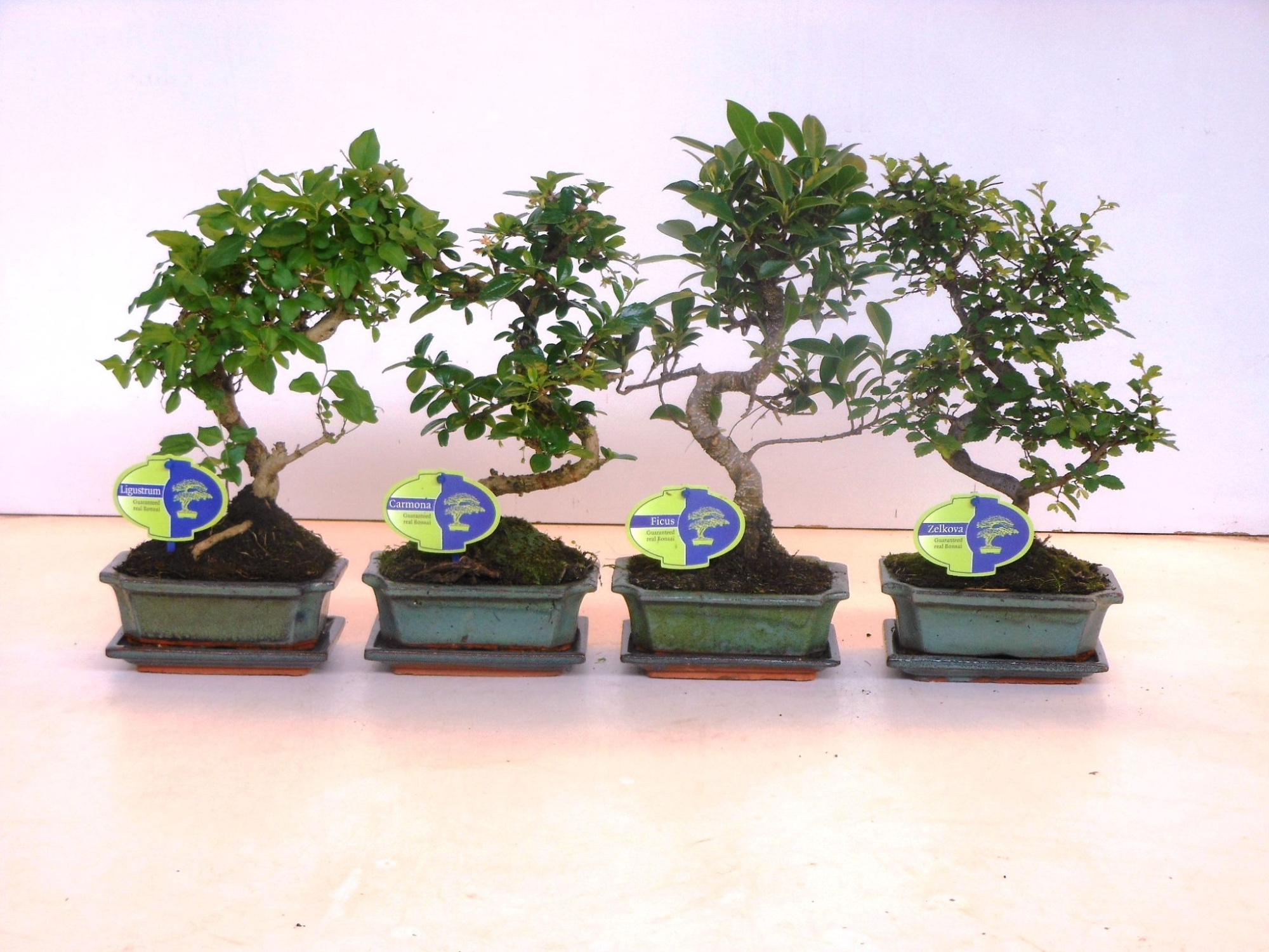 Bonsai mix, indoor, 15 cm., shape, with drip tray, D 15