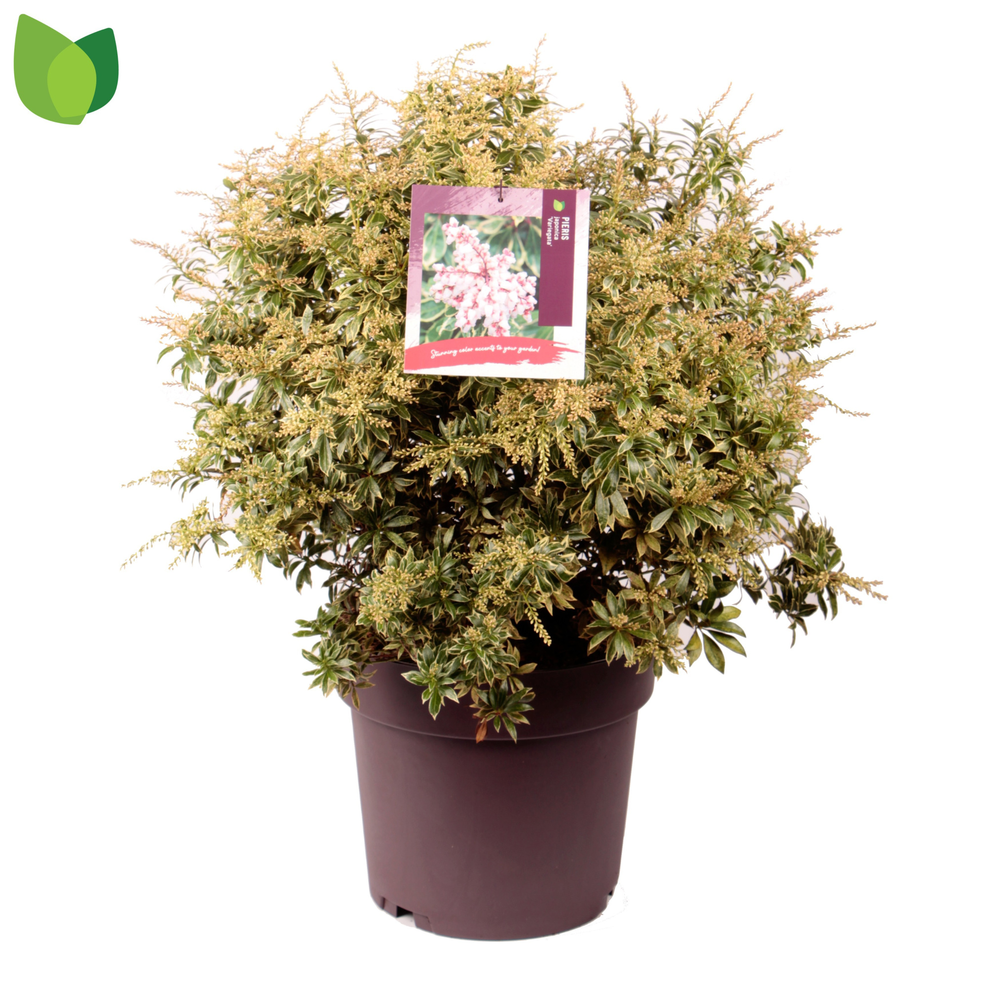 Pieris japonica 'Variegata' C13/P31, D 31