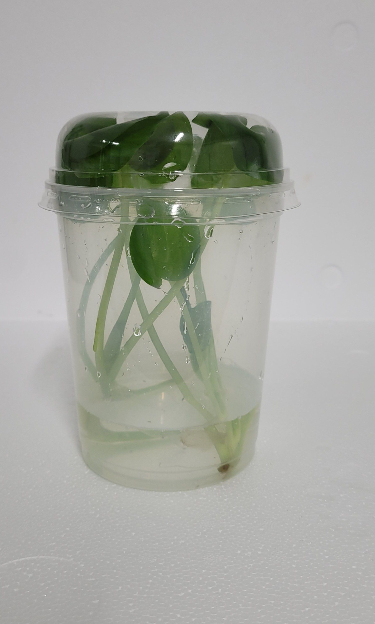 490-Heterantera reniformis met deksel, D 12 cm