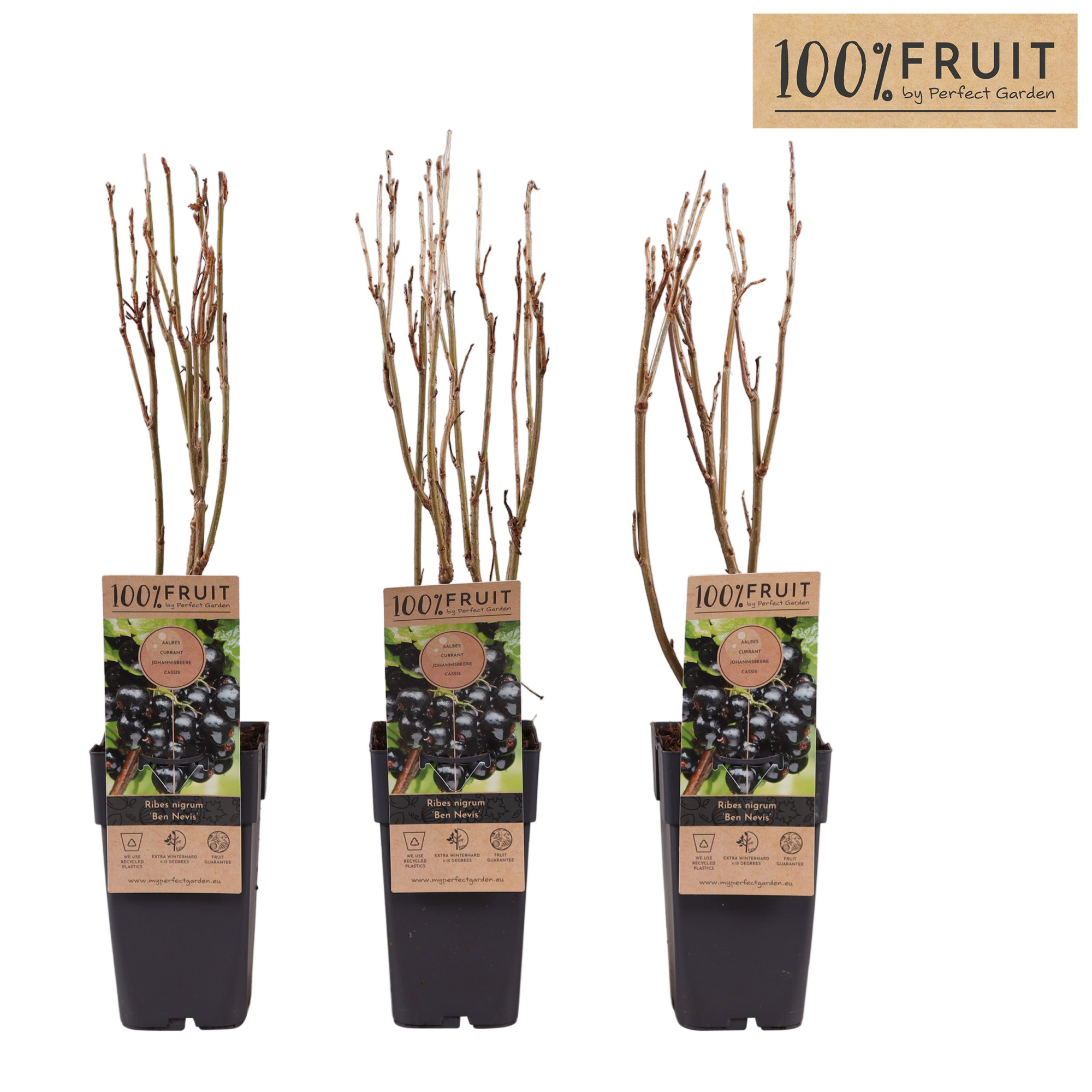 Ribes nigrum Ben Nevis P15, D 15 cm