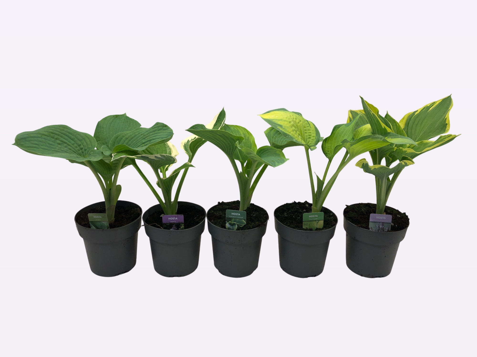 Hosta overig Mixmodule, D 15 cm