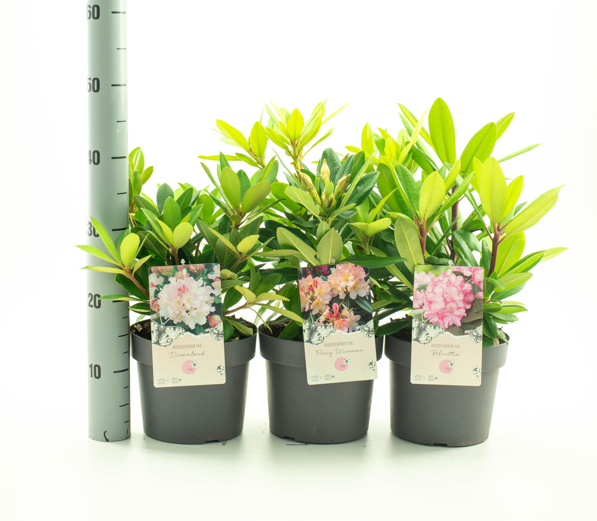 Rhododendron in soorten mix 1, D 19