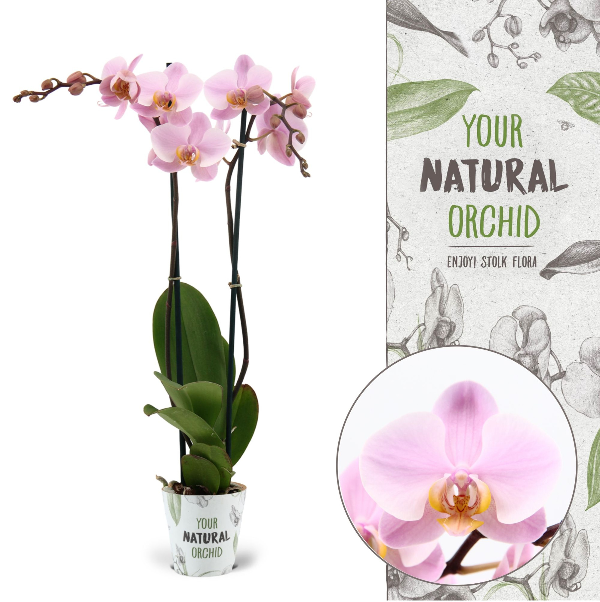 Your Natural Orchid | Salinas | Phalaenopsis 2 spike, D 12
