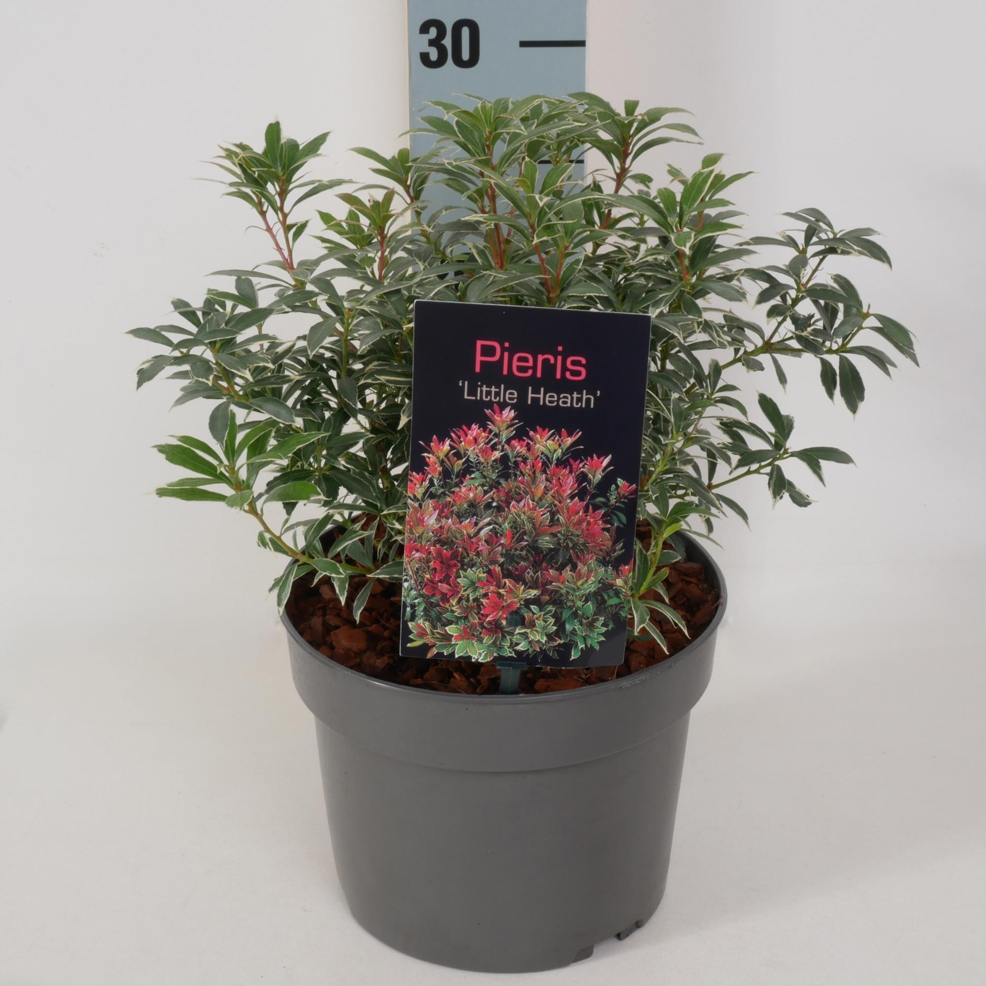 Pieris jap. 'Little Heath' P17, D 17