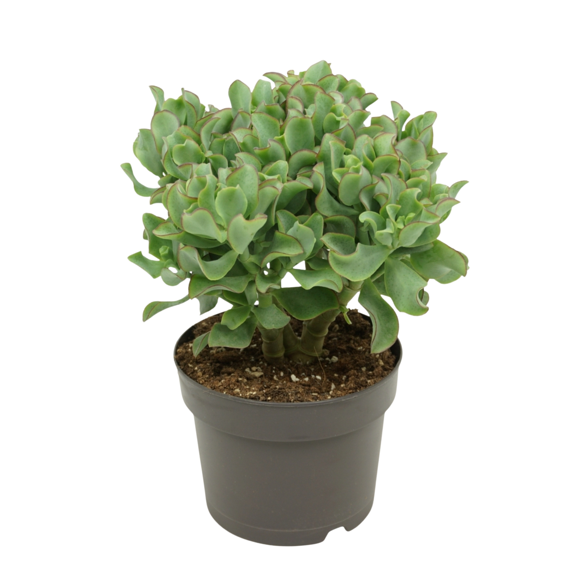 Crassula arborescens `krul` 17 cm, D 17 cm