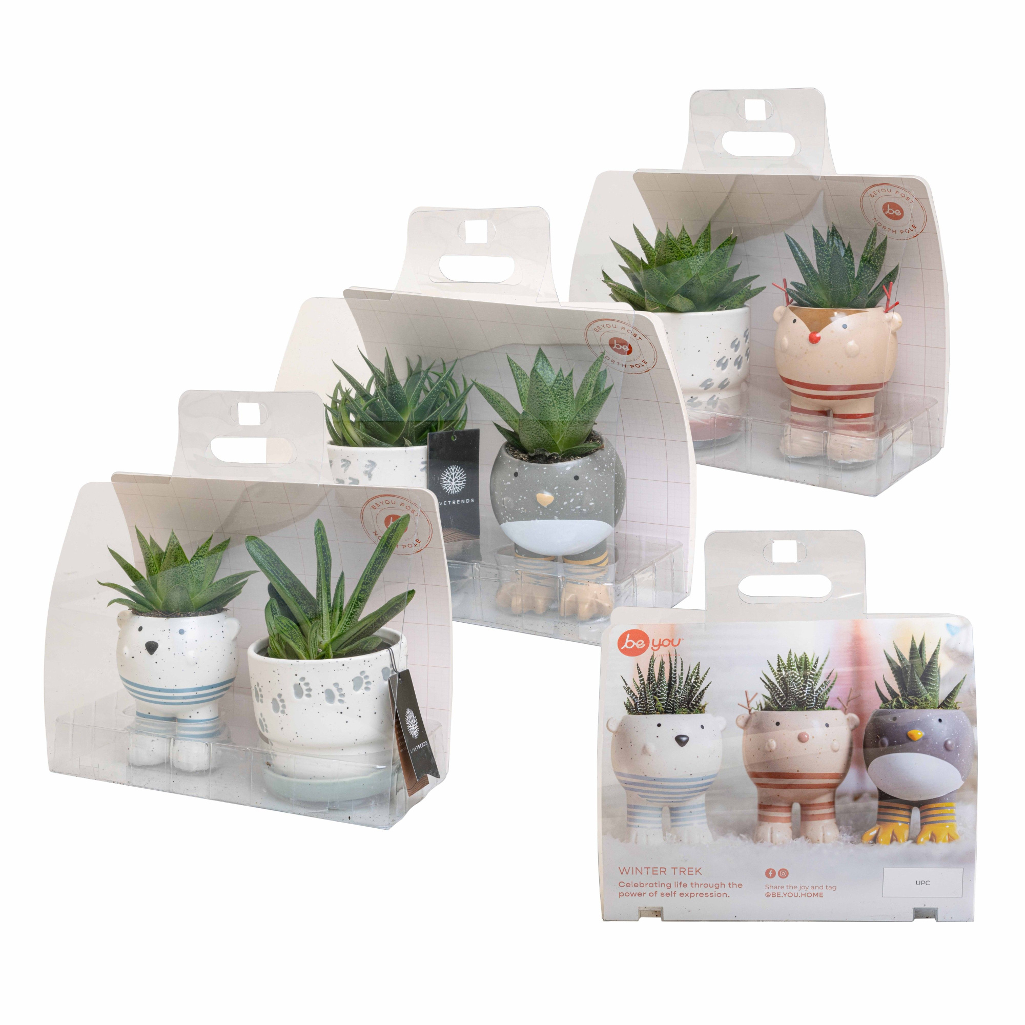 Winter Trek Giftbox with Succulent mix, D 6 cm