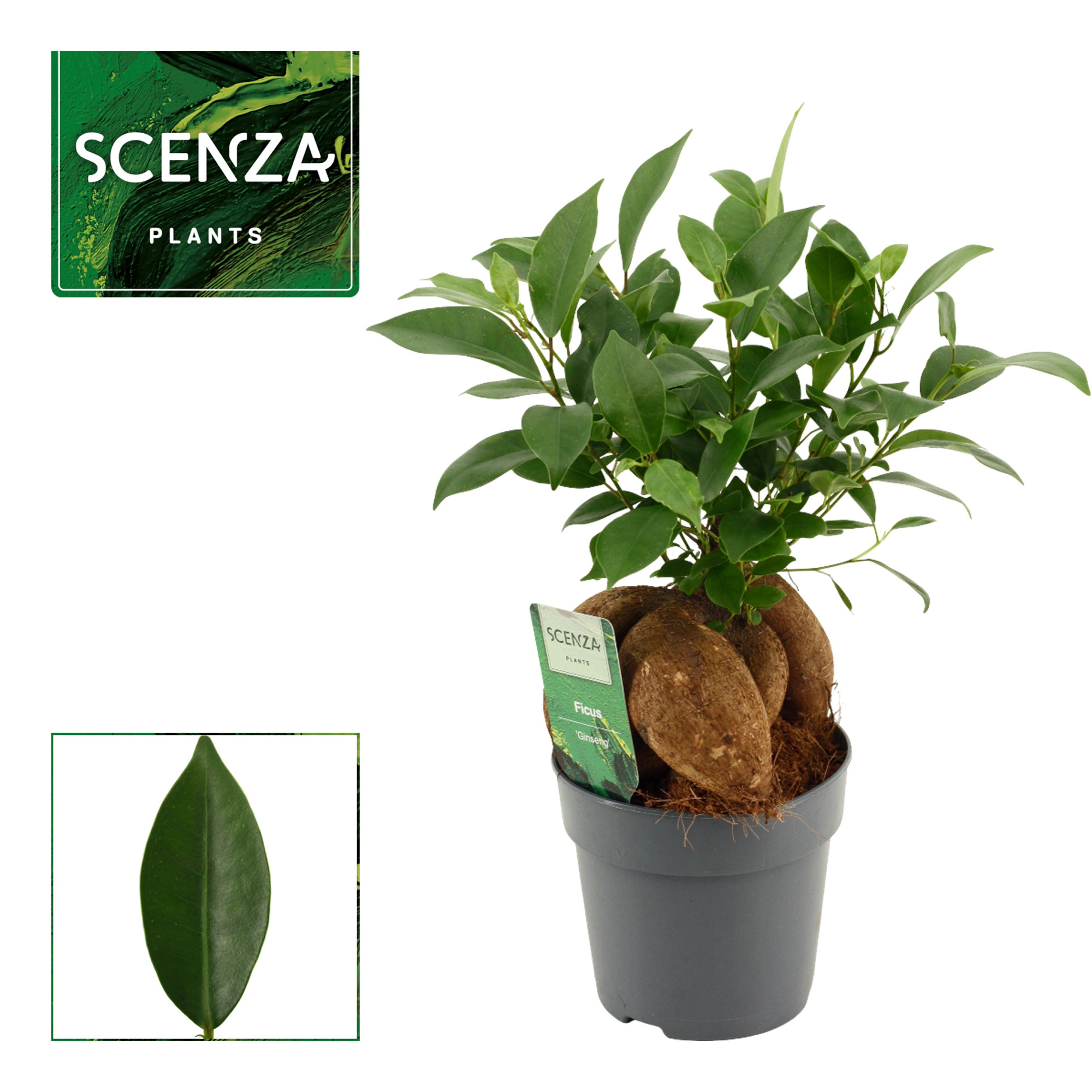 Ficus Ginseng 12 cm Retusa, D 12 cm