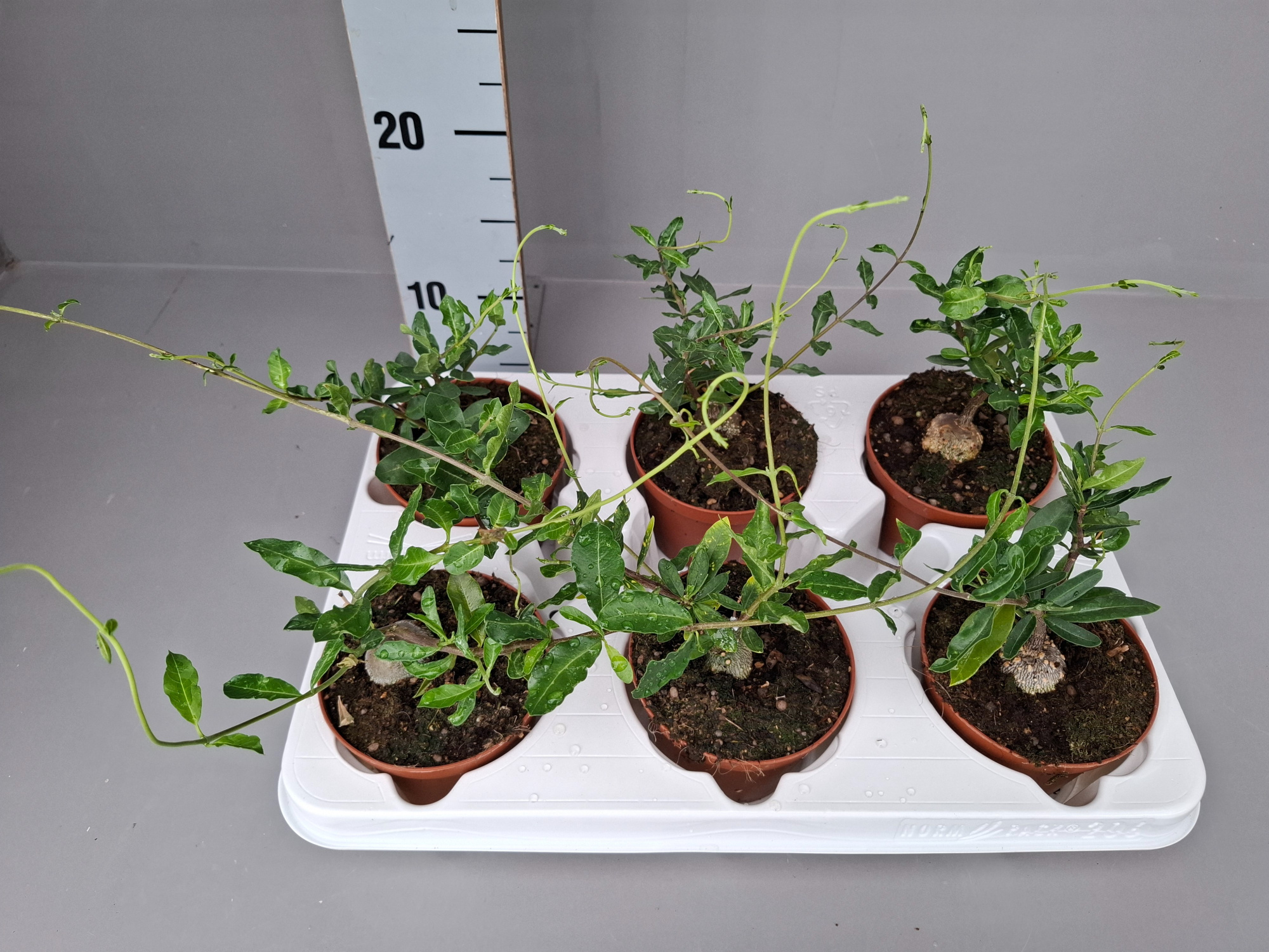 Fockea Edulis, D 11 cm