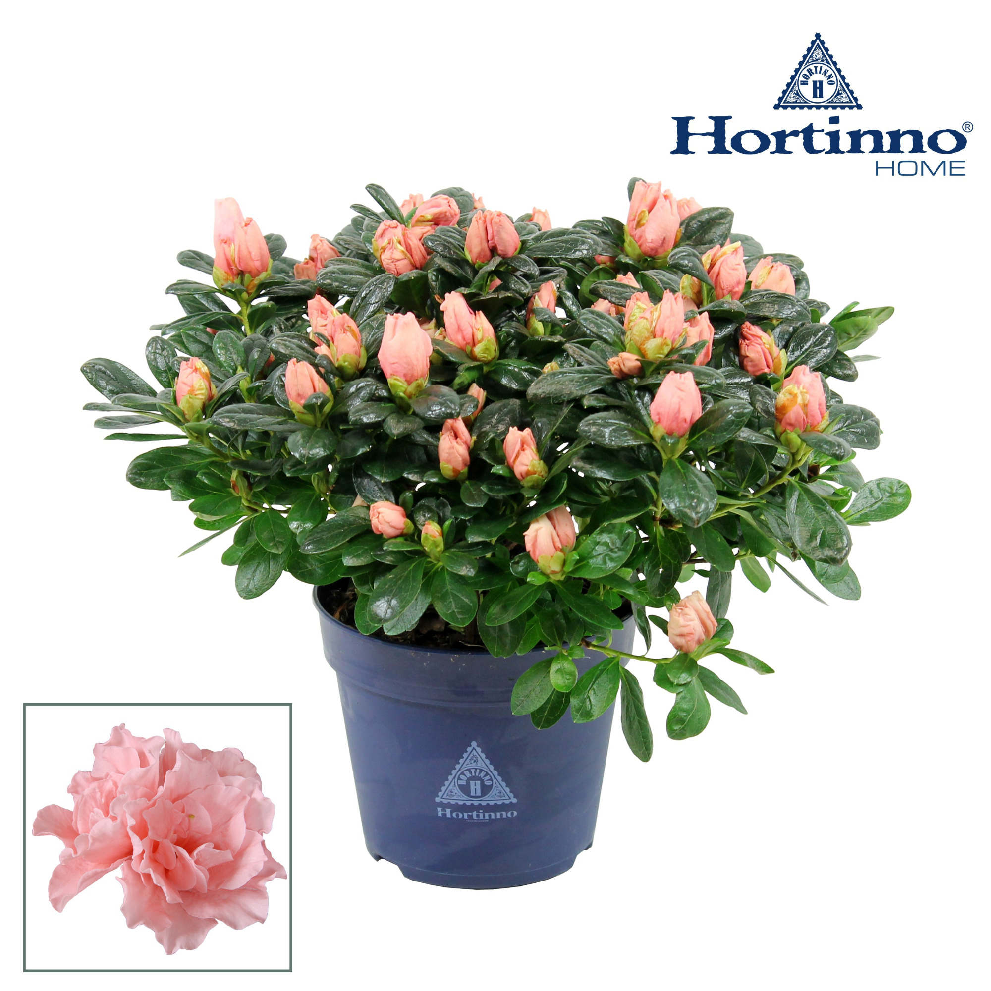 Hortinno® Home 'roos' 25 - 27 cm, D 13