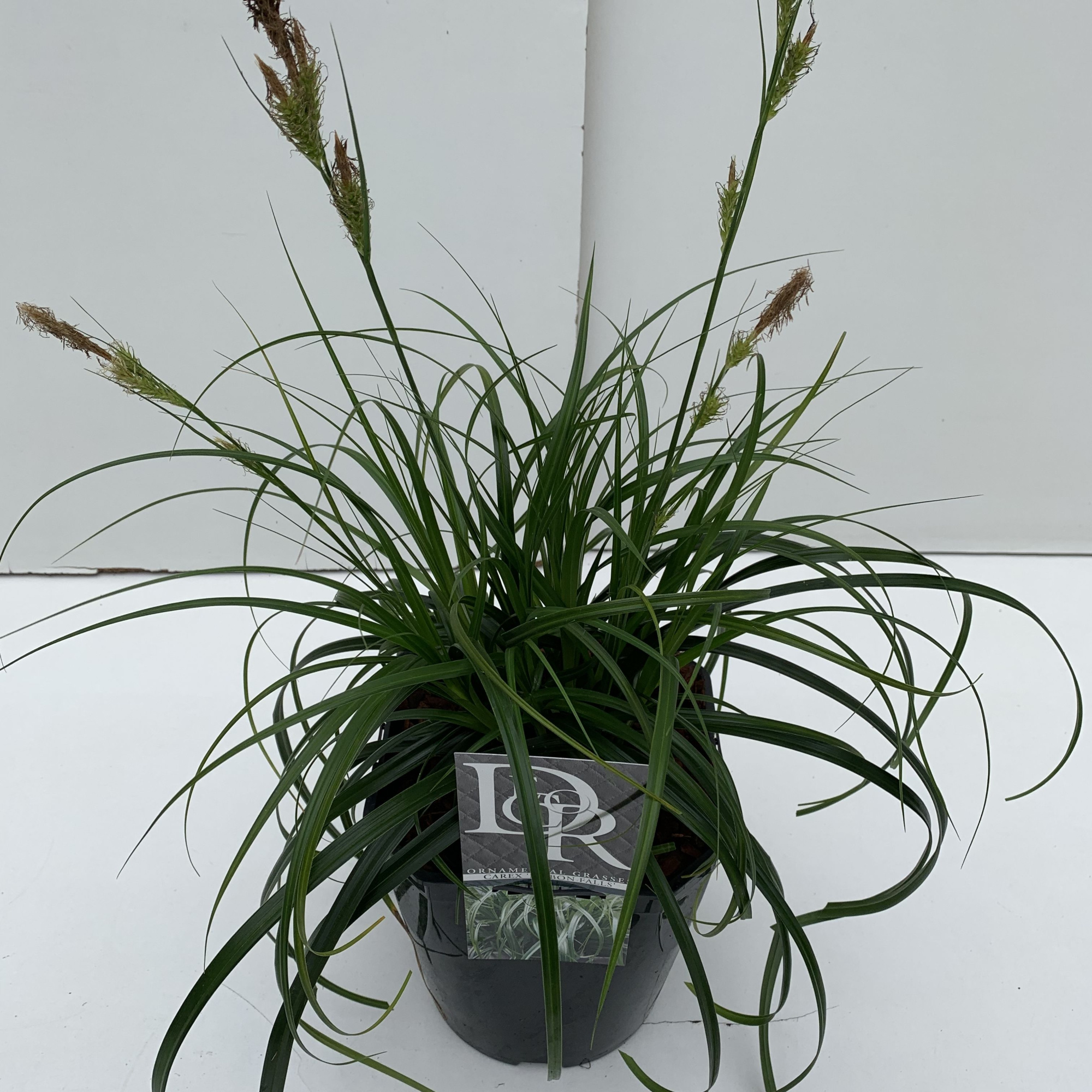 Carex 'Ribbon Falls', D 23 cm