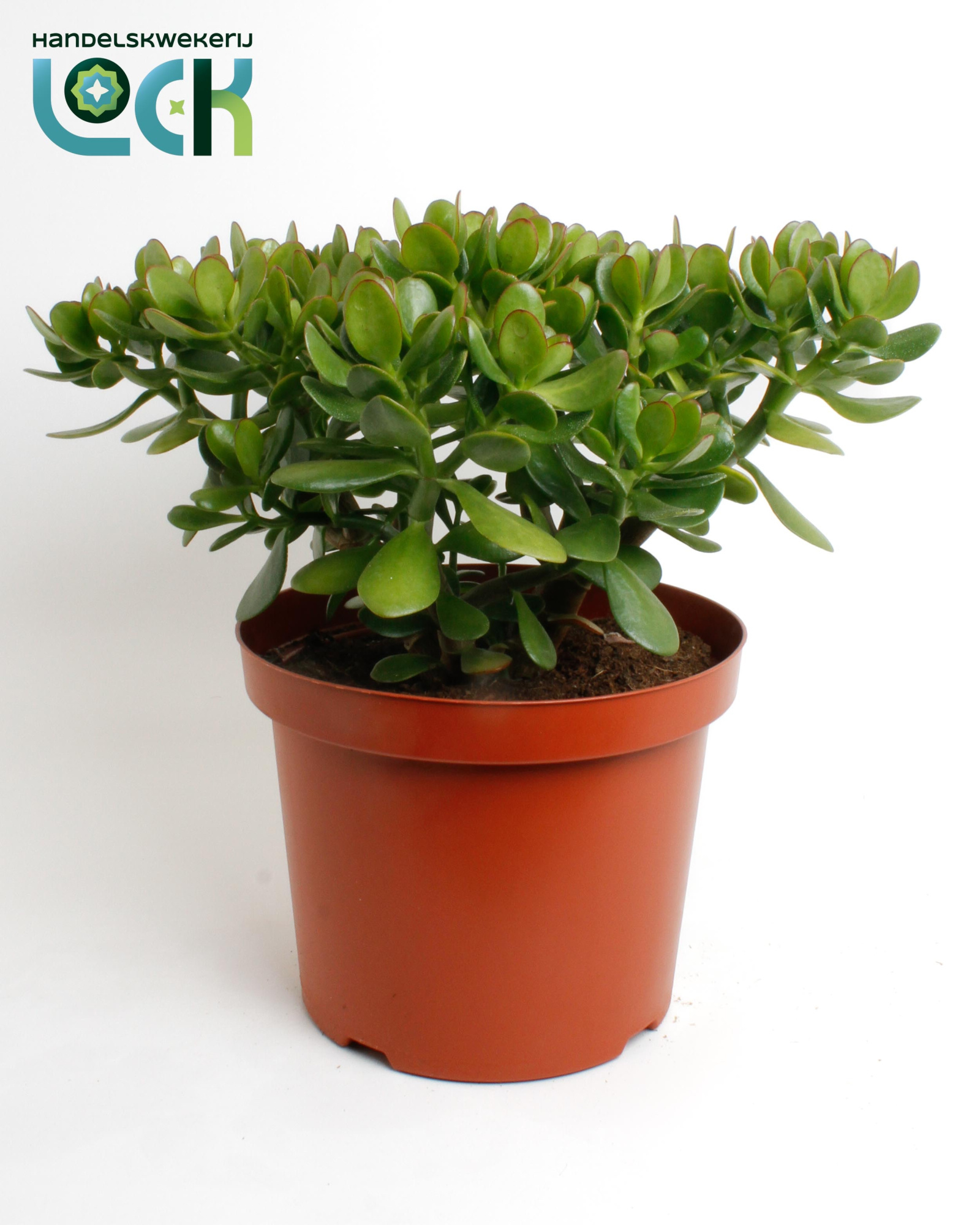 Crassula Argentea Ovata, D 29