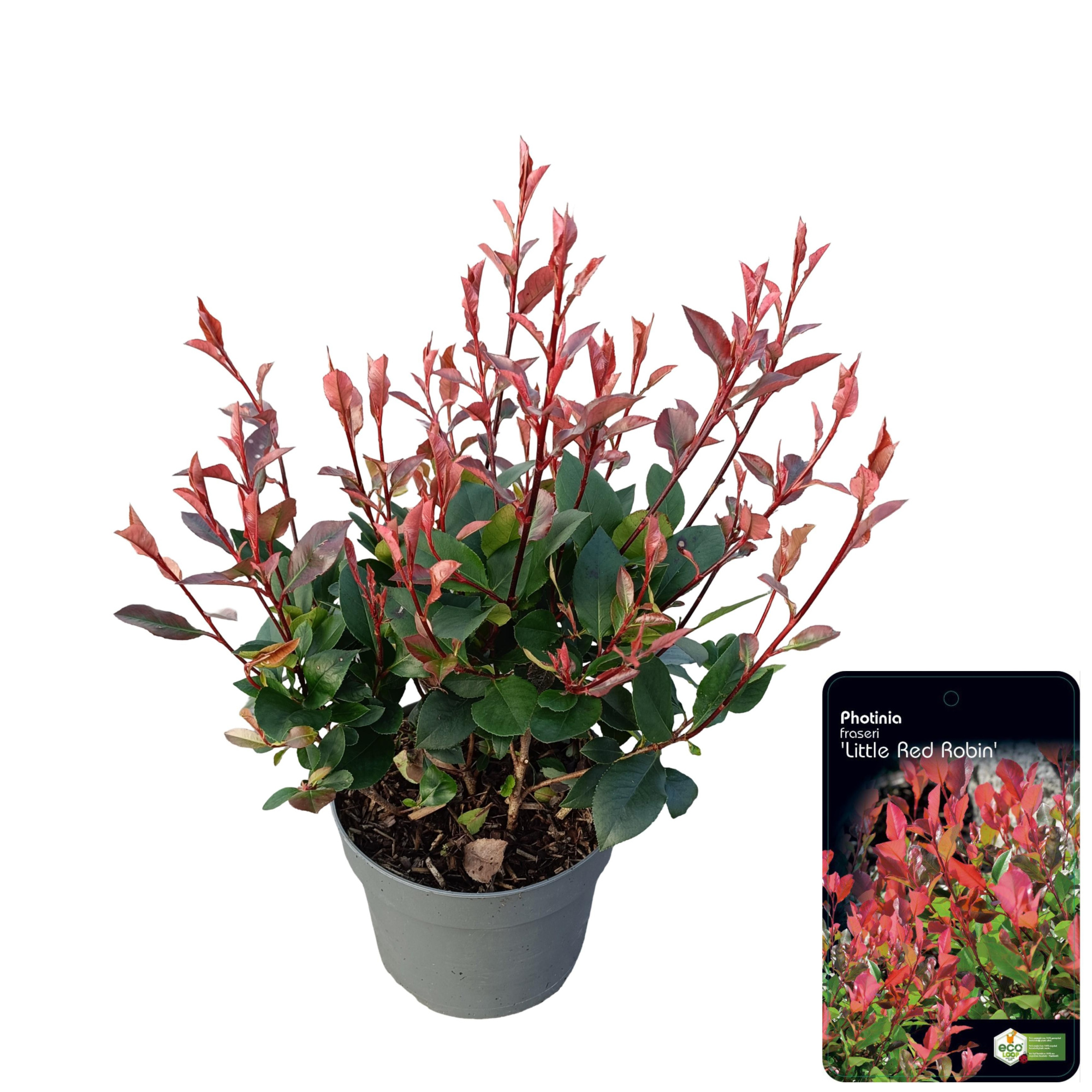Photinia fraseri 'Little Red Robin' C2, D 17