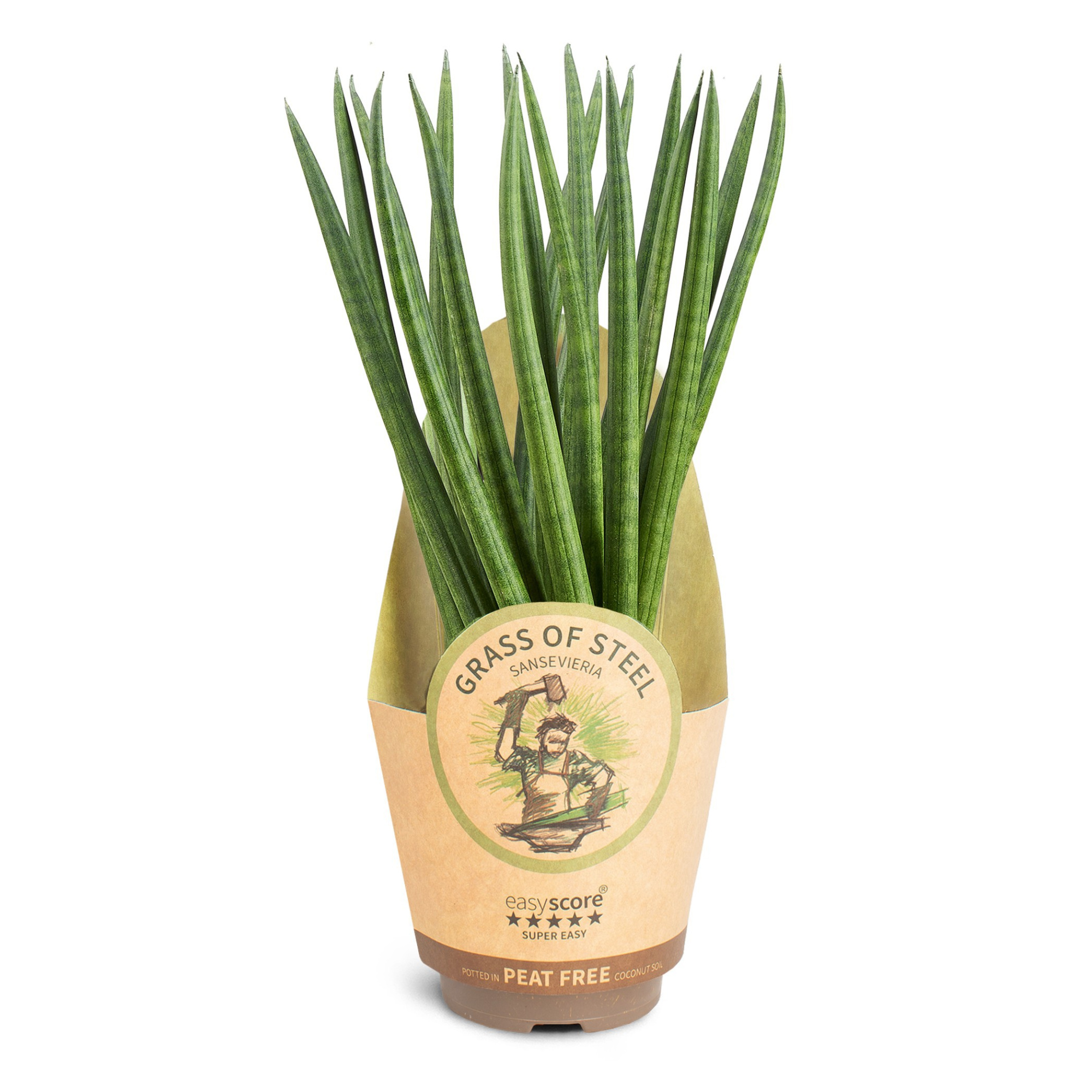 Sansevieria cylindrica ´Spaghetti´, D 11