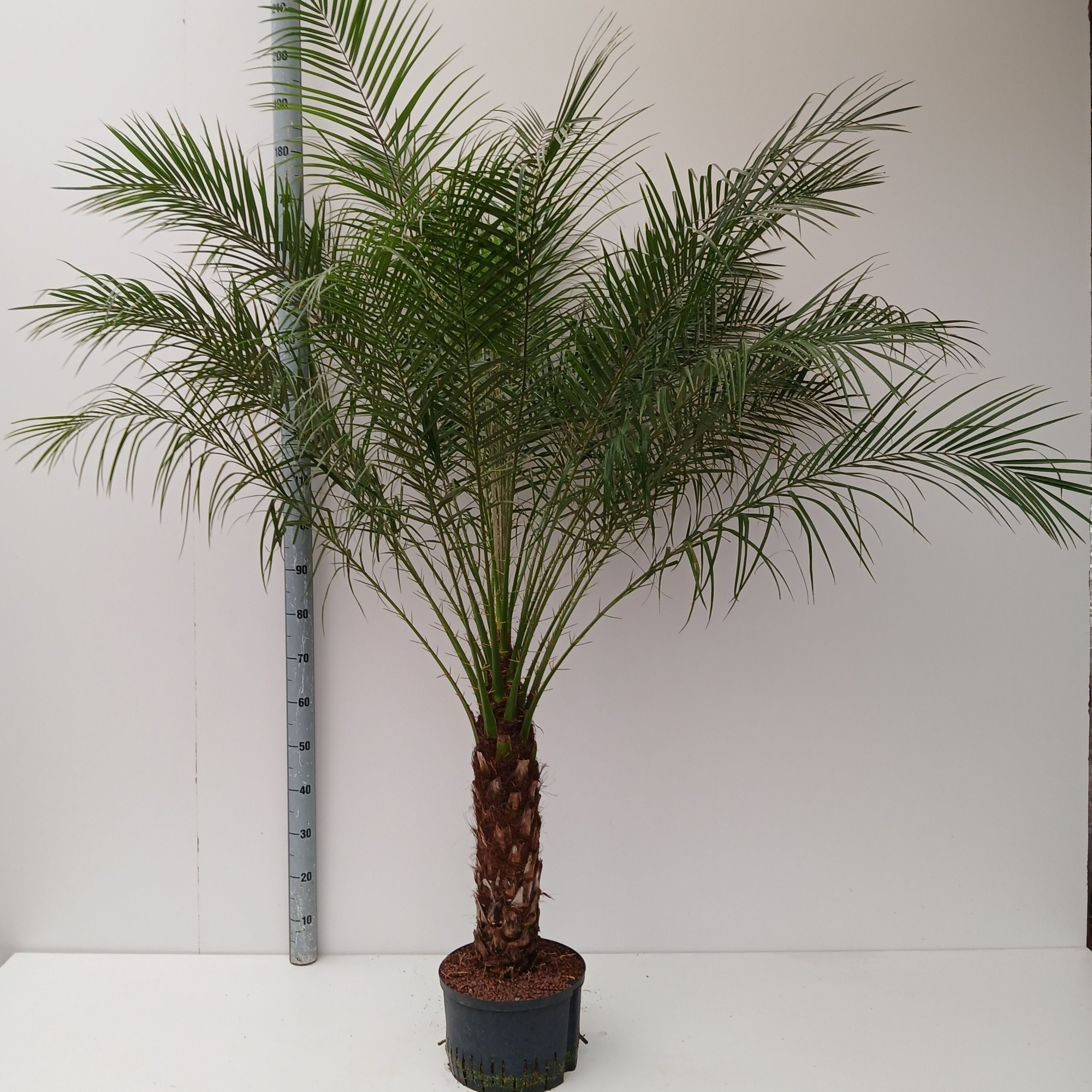 PHOENIX ROEBILINI HYDRO, D 40 cm