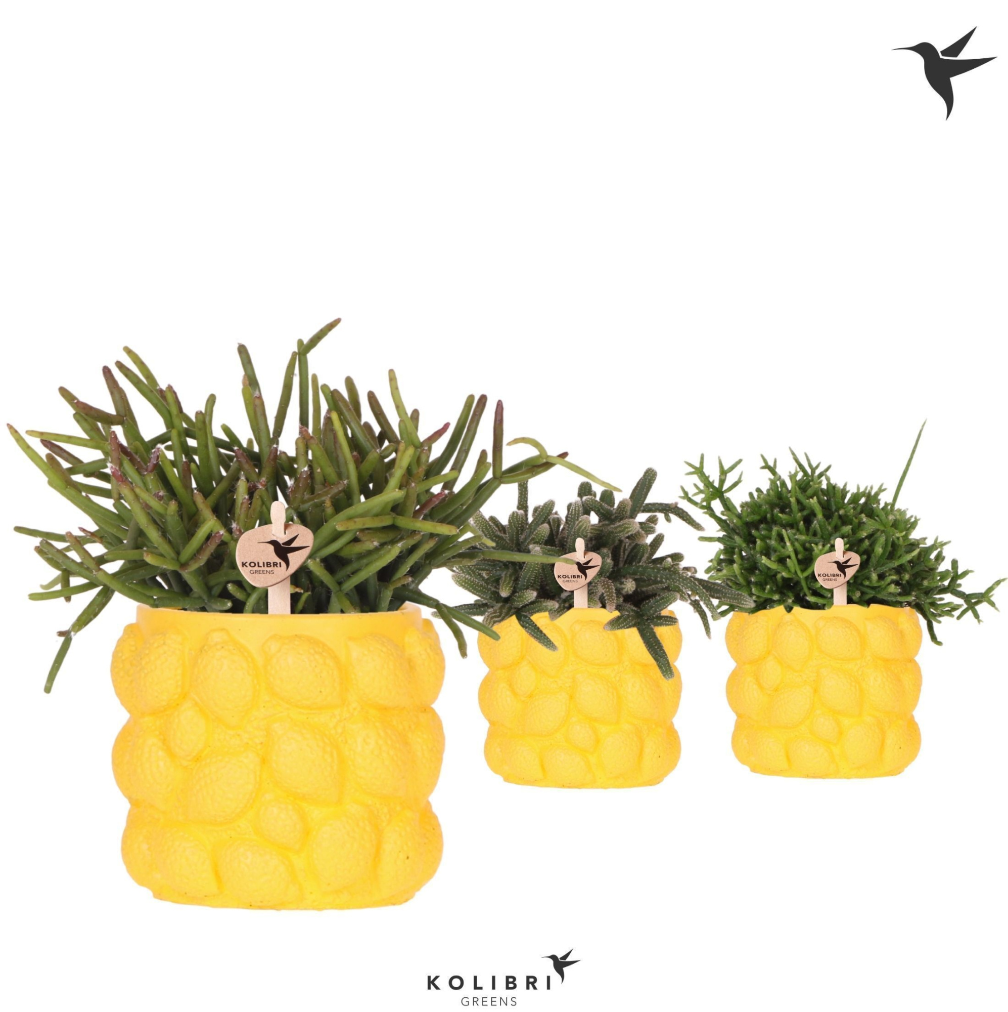 Kolibri Greens Rhipsalis mix in Citrus pot yellow, D 9 cm
