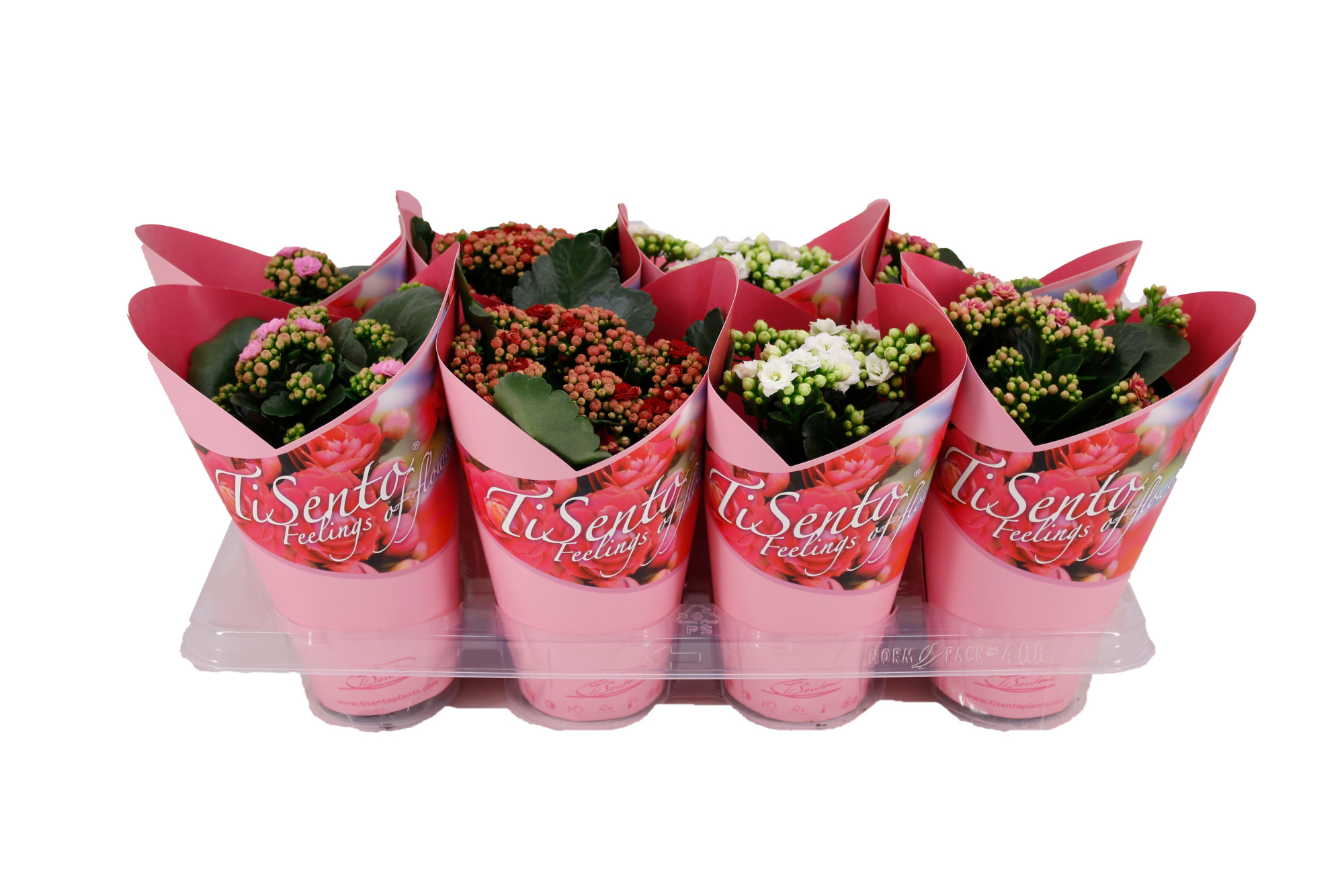 Calandiva 12 cm Giftcover Roze Engelse moederdag, D 12 cm