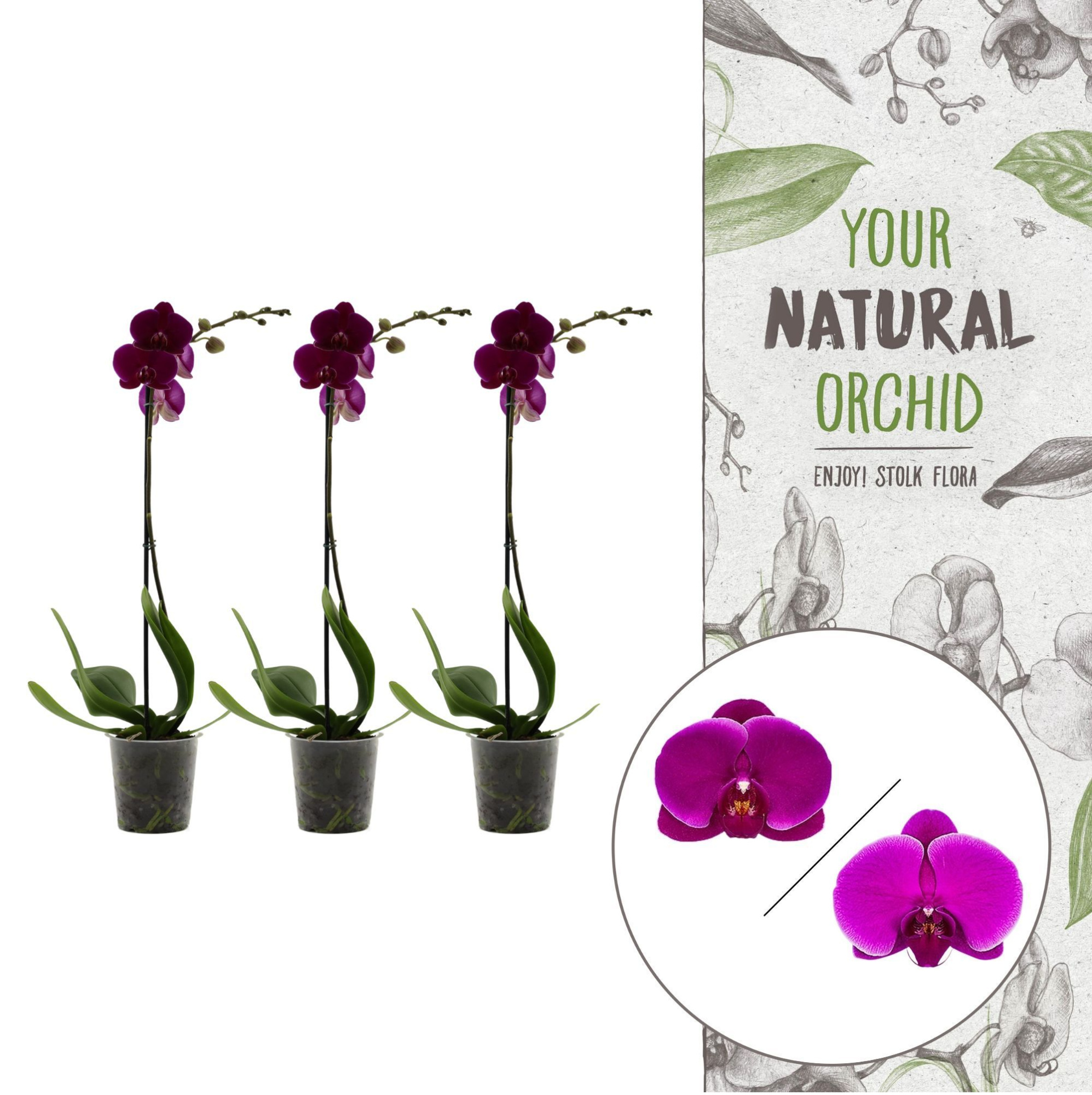 Your Natural Orchid | Purple | Phalaenopsis 1 spike, D 12 cm