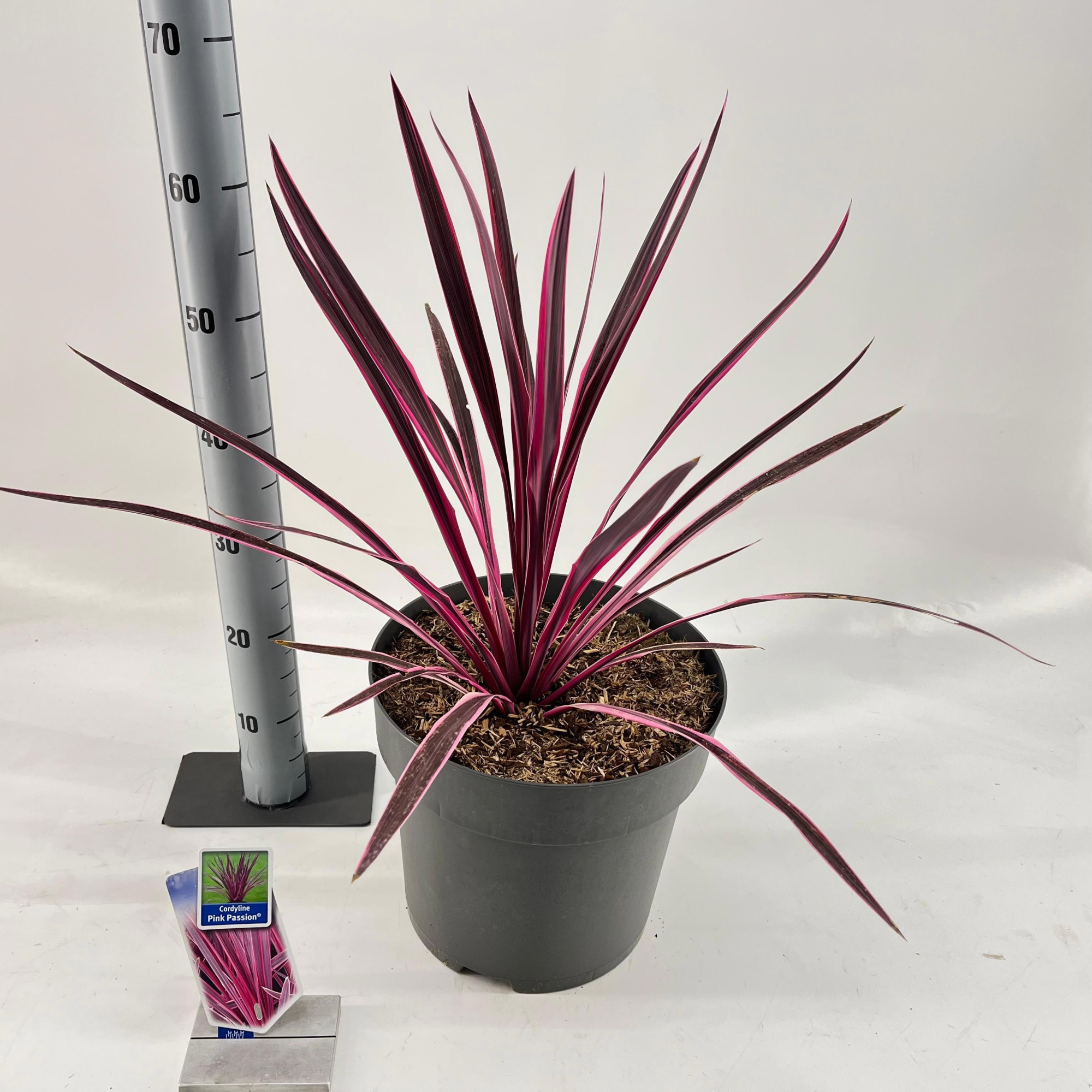 Cordyline australis 'Pink Passion', D 32 cm