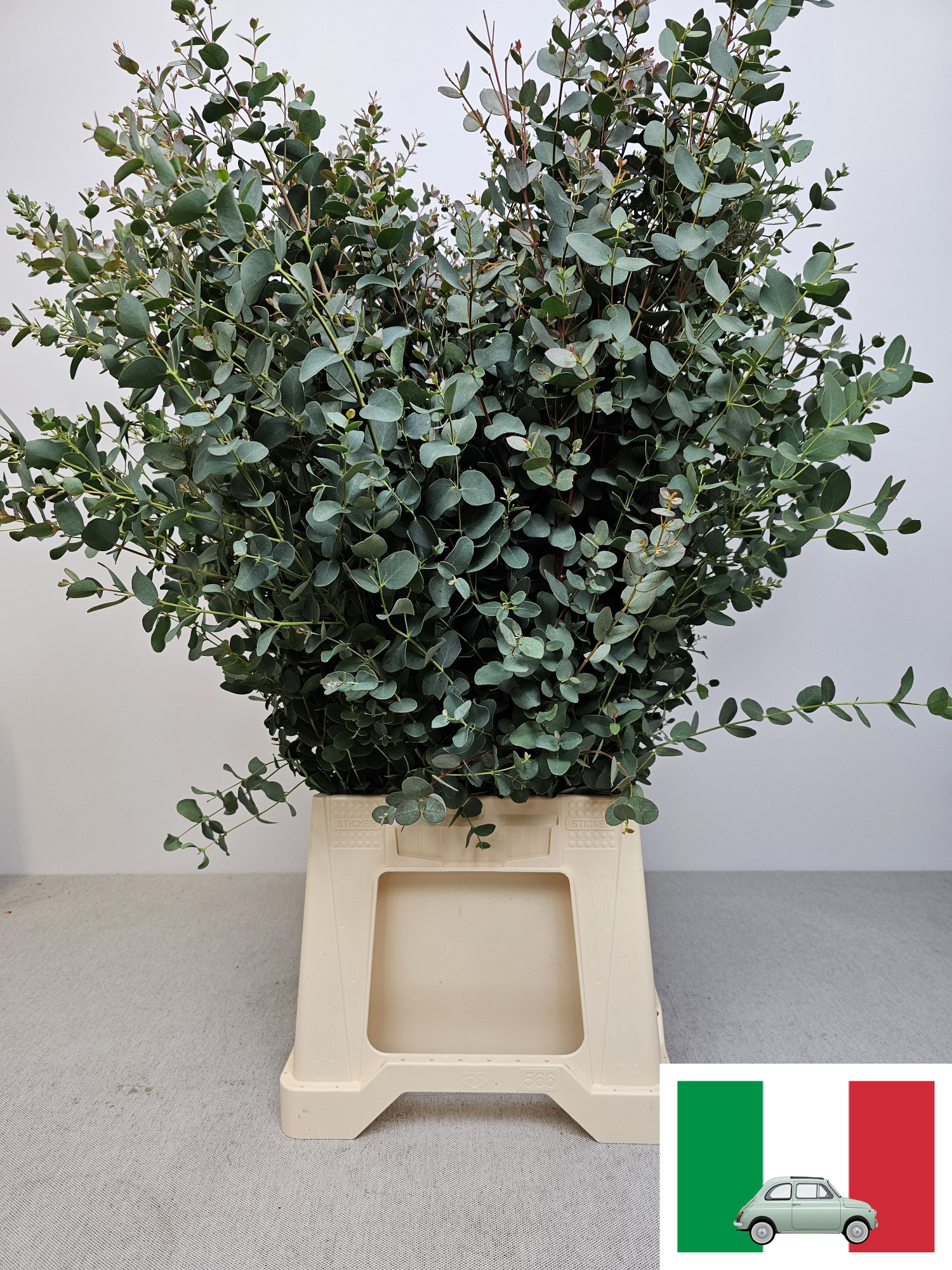 Эвкалипт Гунни за пучок 70, пуч.