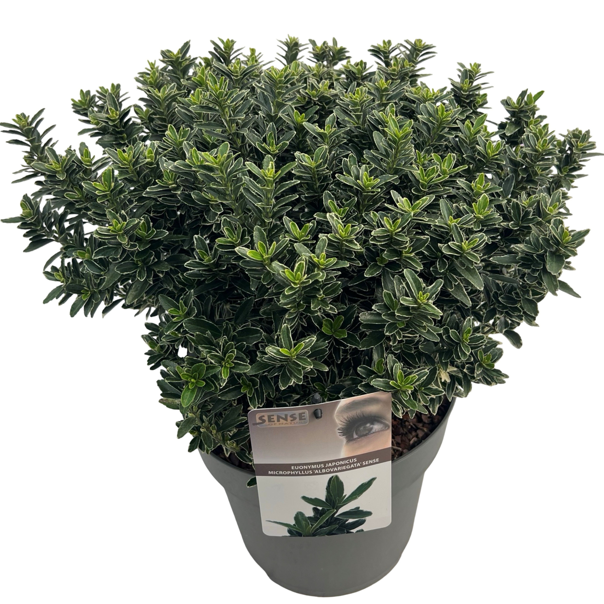 Euonymus j. 'micro. Albovariegata' sense, D 27