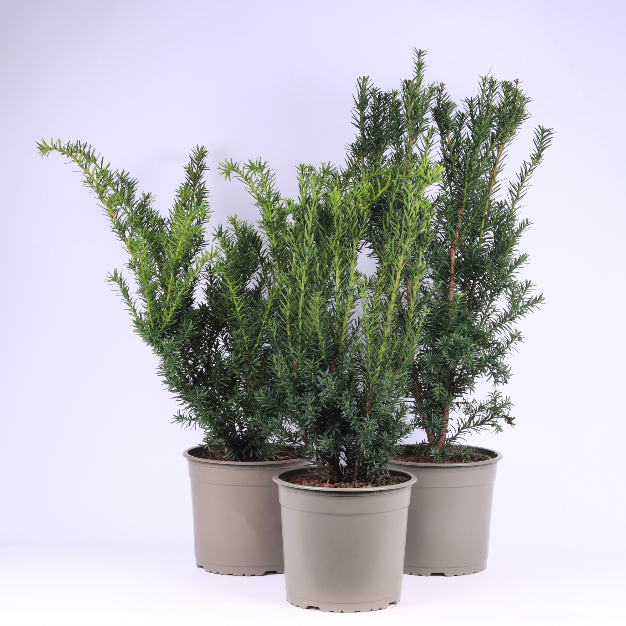 Taxus gemende bak, D 23 cm