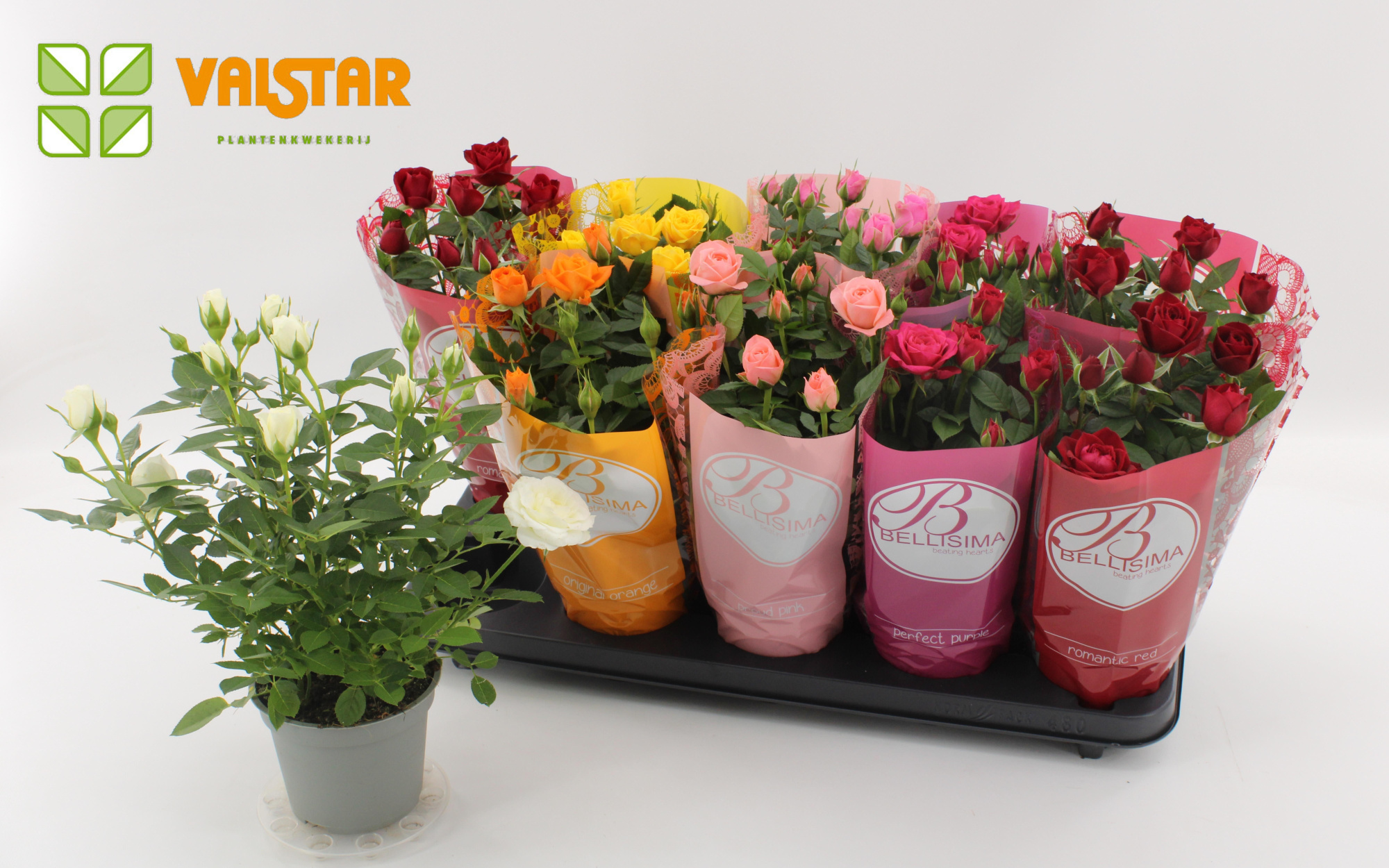 Rosa 12 cm Lotz of Roses Bellsima Ton Sur Ton Mix, D 12 cm