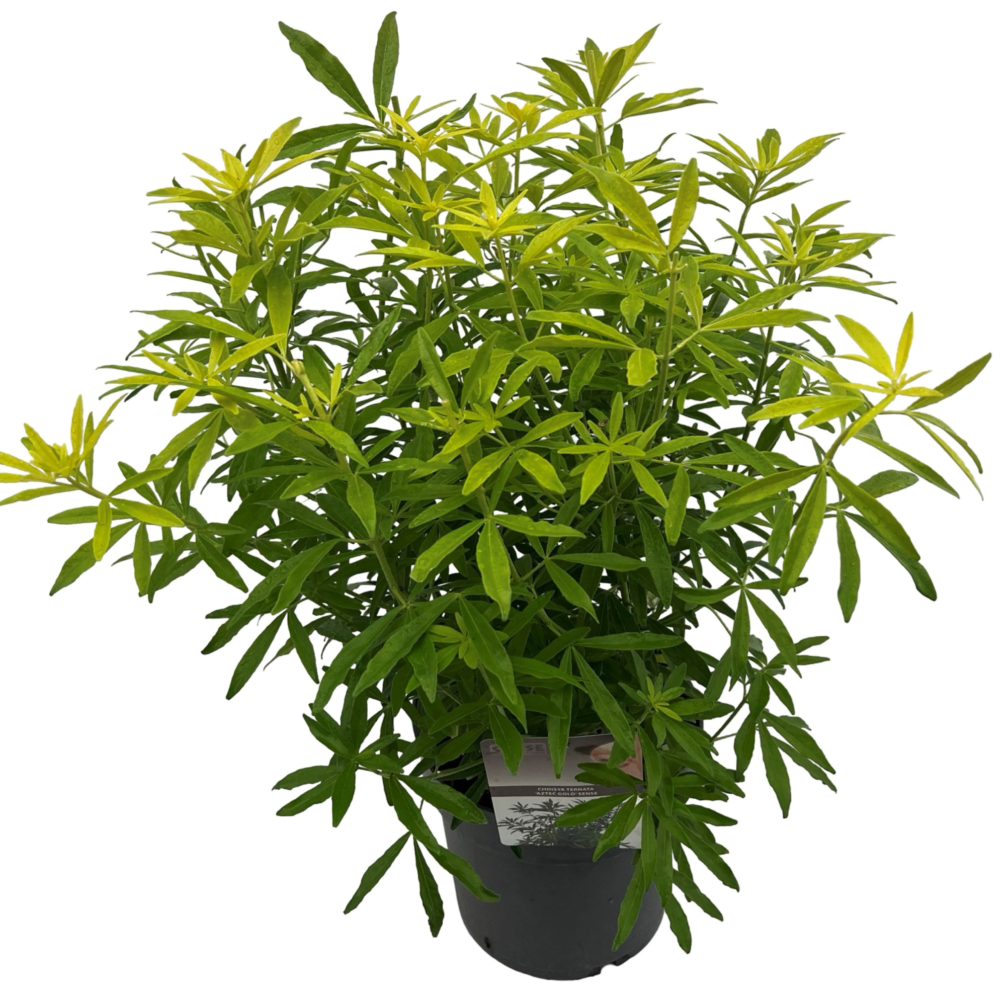 Choisya 'Aztec Gold' ® sense, D 23 cm