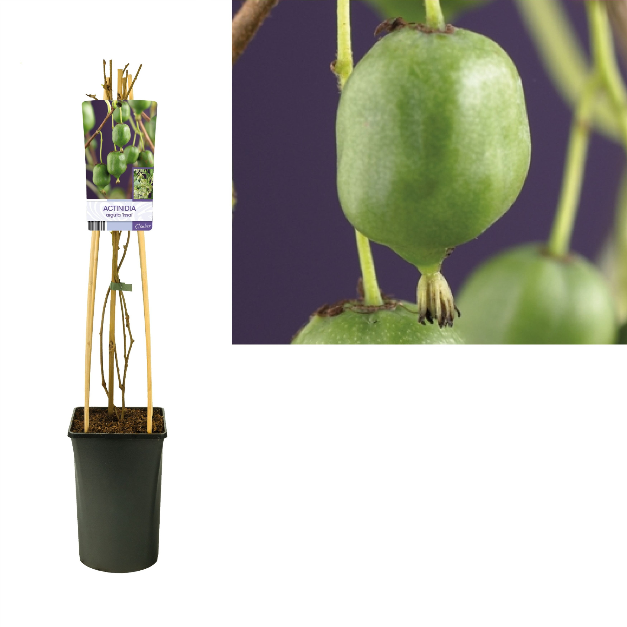 Actinidia arguta 'Issai' +light label, D 17 cm