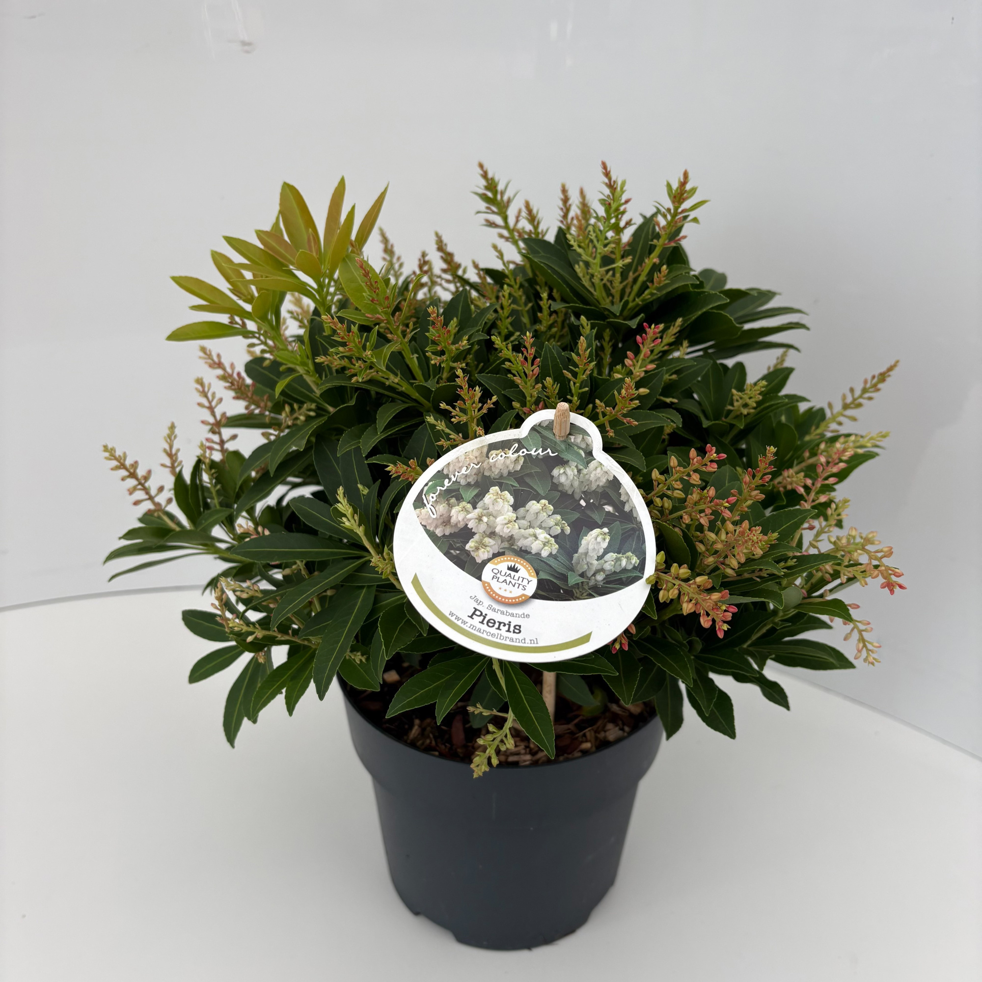 Pieris japonica 'Sarabande', D 17 cm