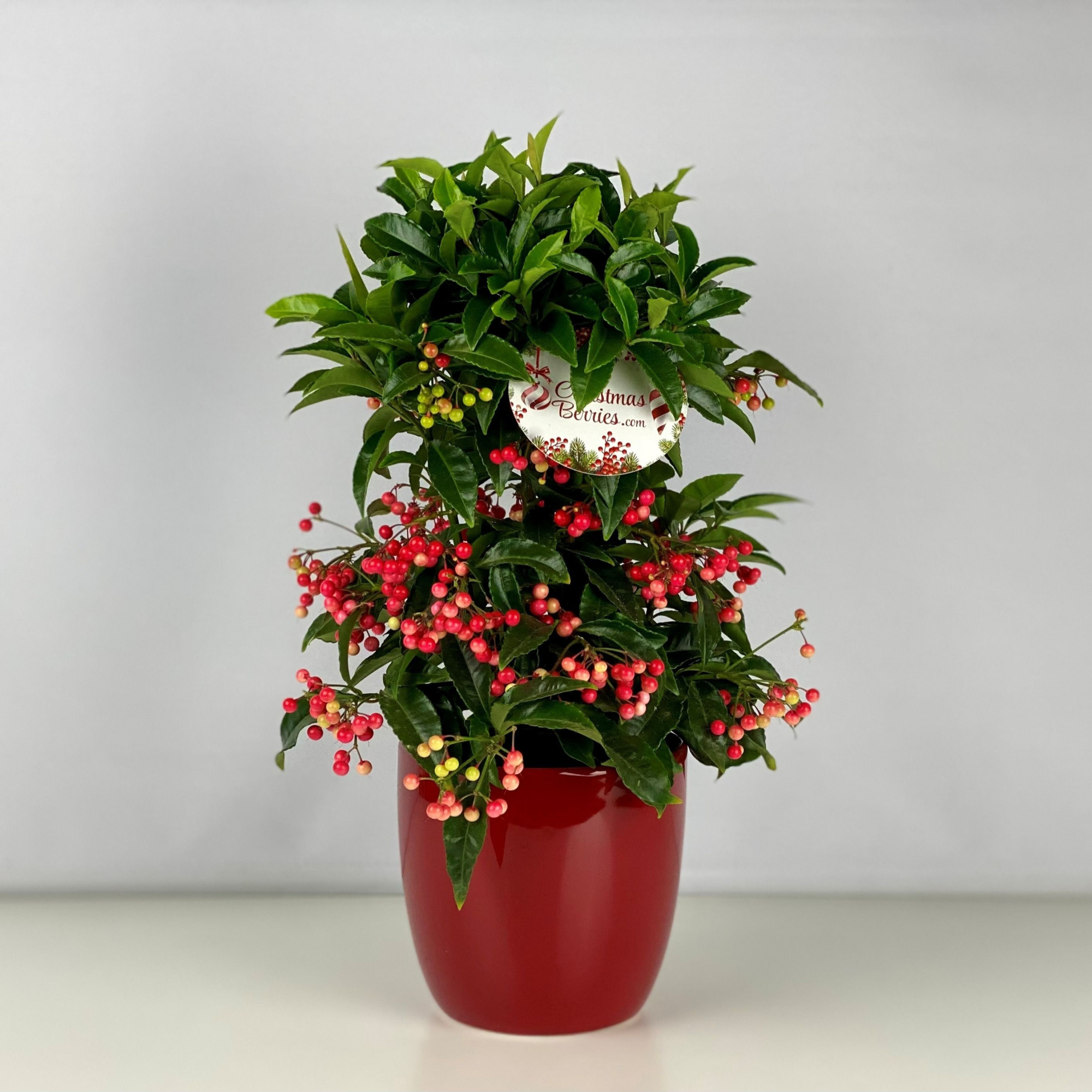 Ardisia crenata Bospremium Red met rode pot, D 15 cm