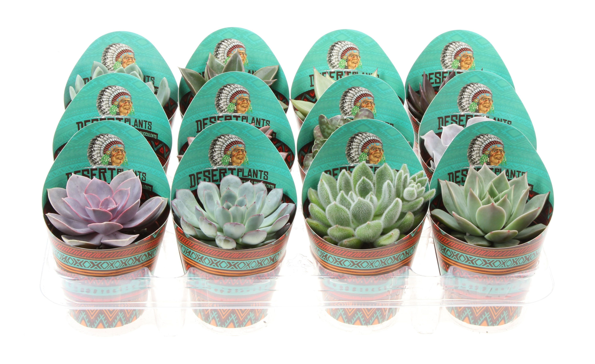 Potcover desert plants succulenten mix, D 8,5 cm