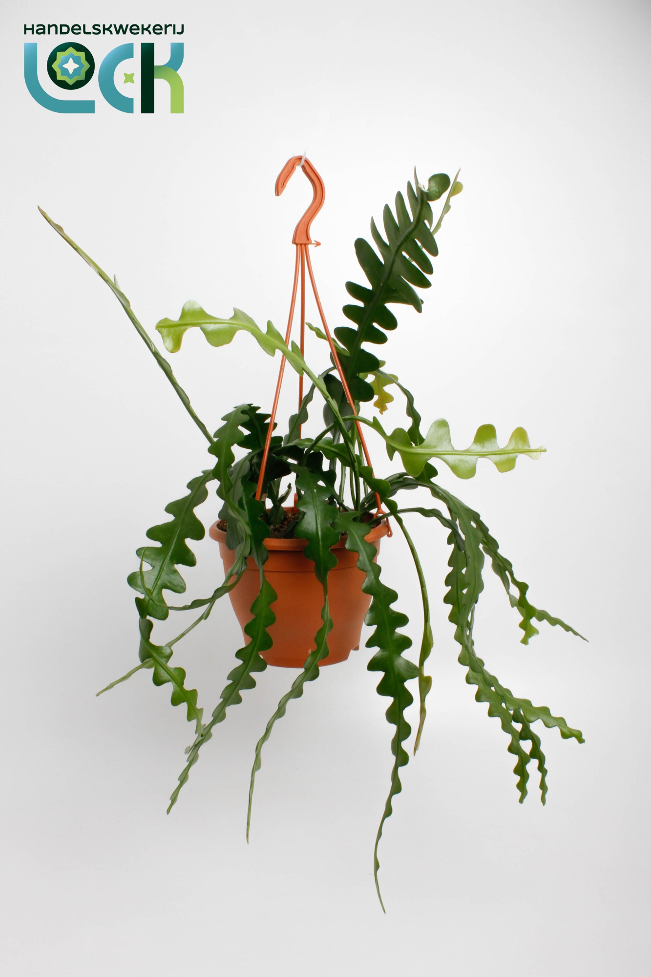 Epiphyllum Anguliger, D 17 cm