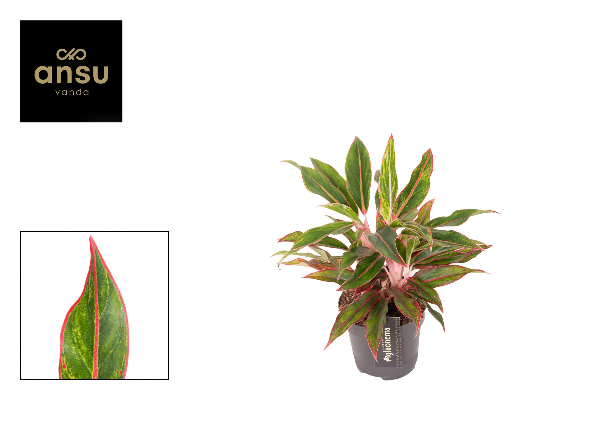 Aglaonema Jungle Baby, D 12 cm