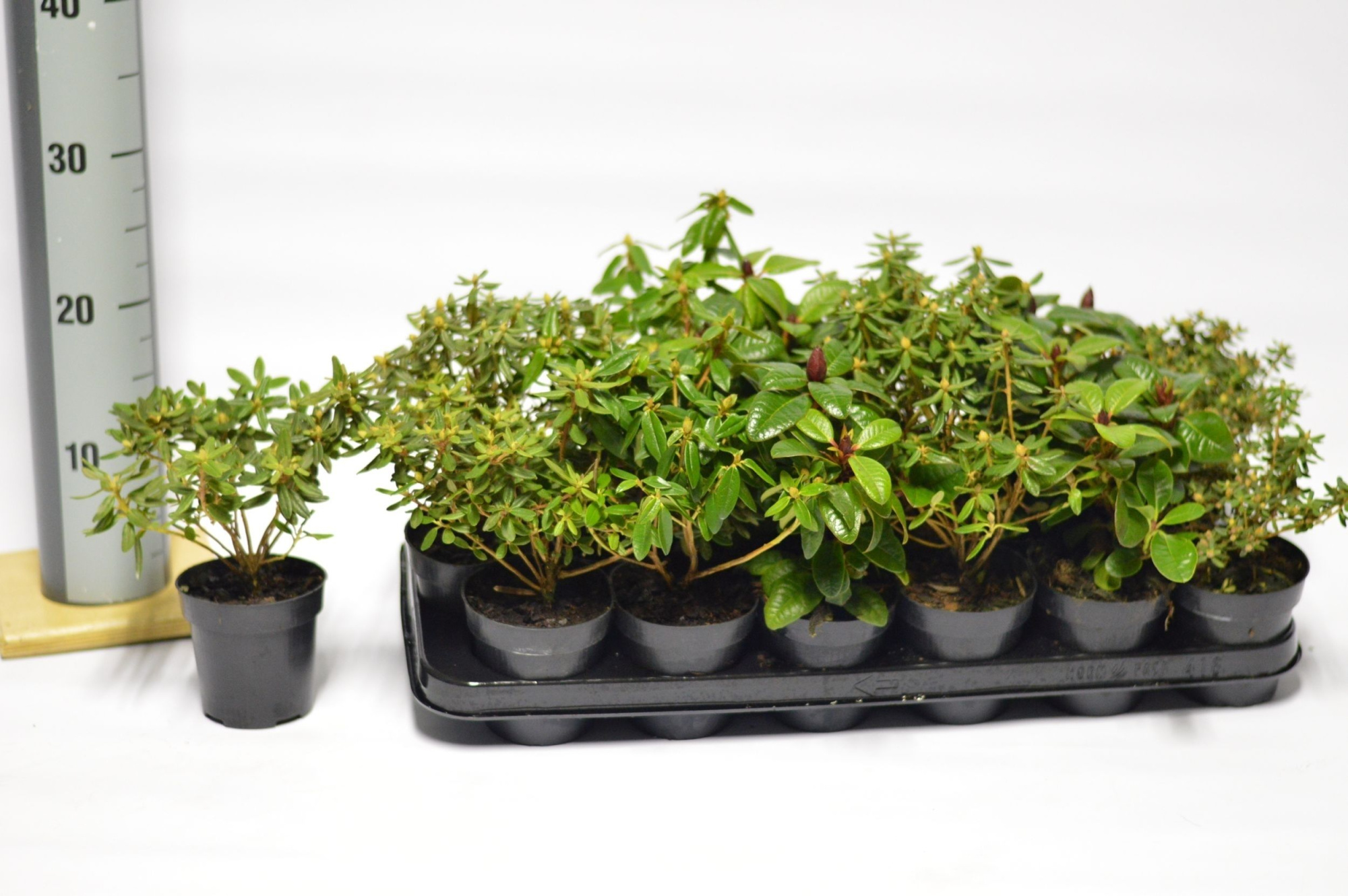 Rhododendron in cultivars, D 9 cm