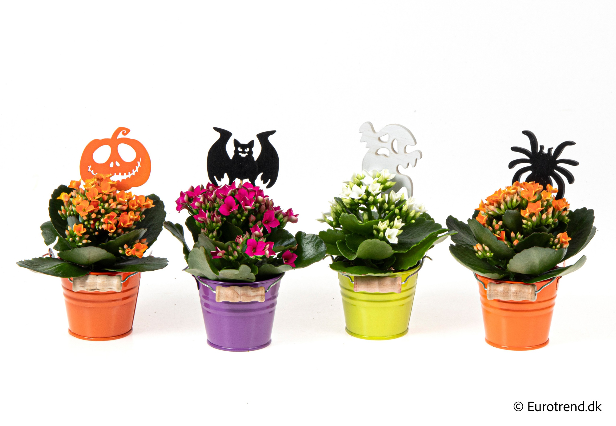 Kalanchoe in Halloween ceramic 2025, D 6 cm