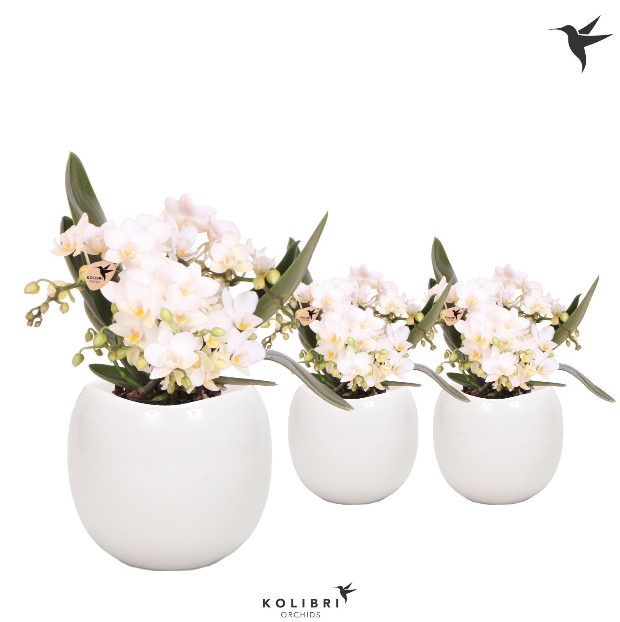 Kolibri Orchids Phalaenopsis Nazare 4 spike in Bowl pot white, D 9 cm