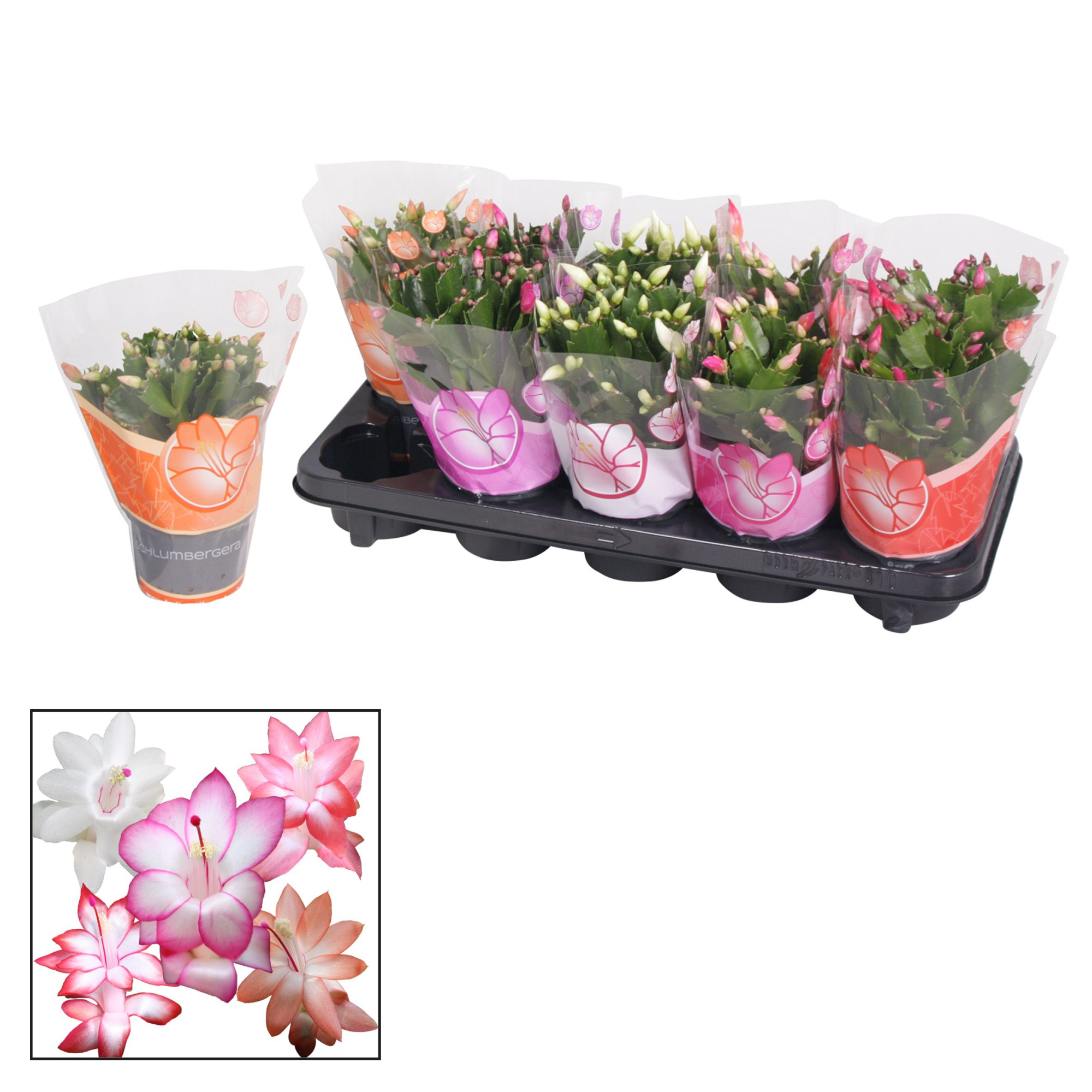 Schlumbergera - 10,5 cm - Mix, D 10,5