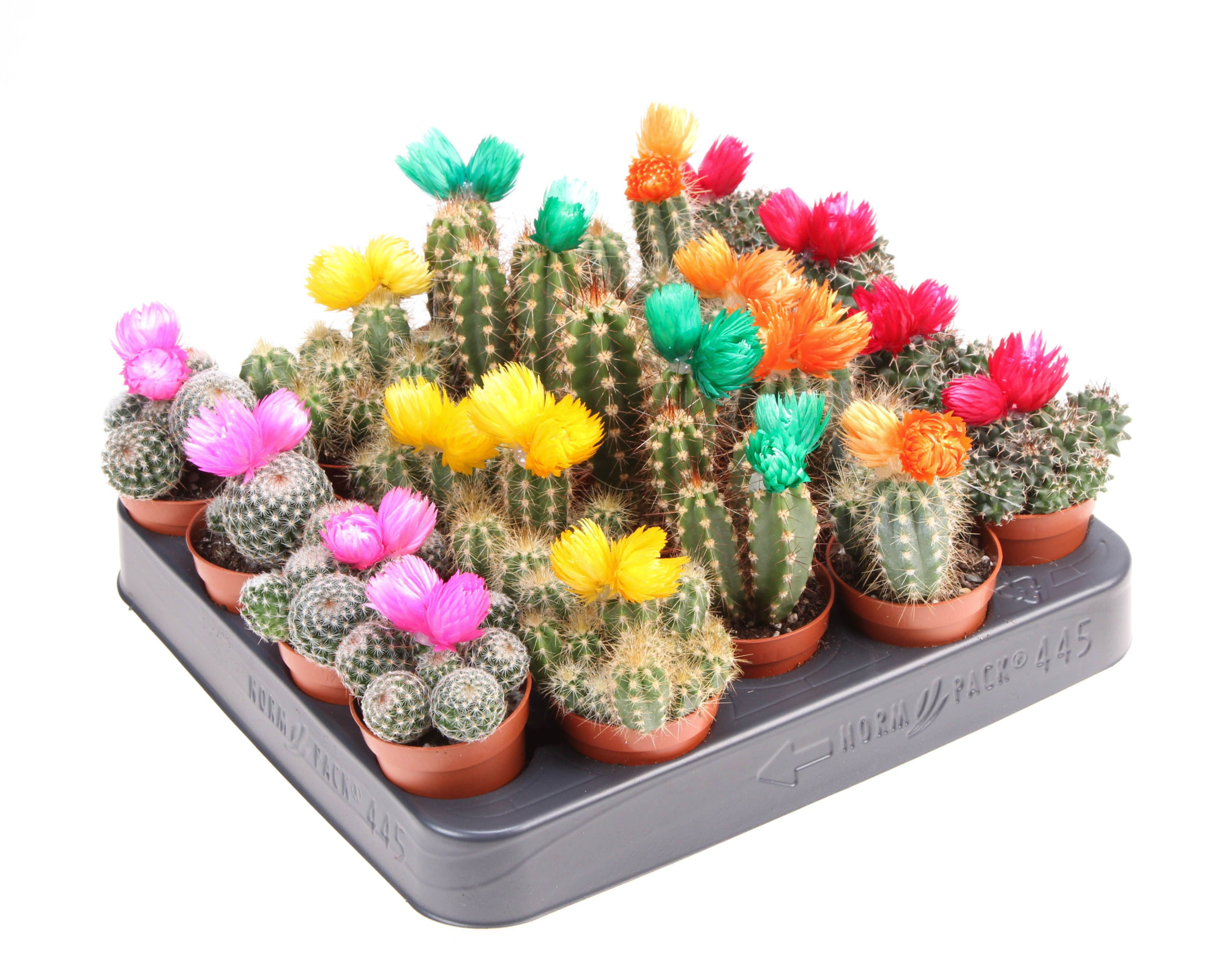 Cactus decoratie strobloem mix, D 5,5 cm
