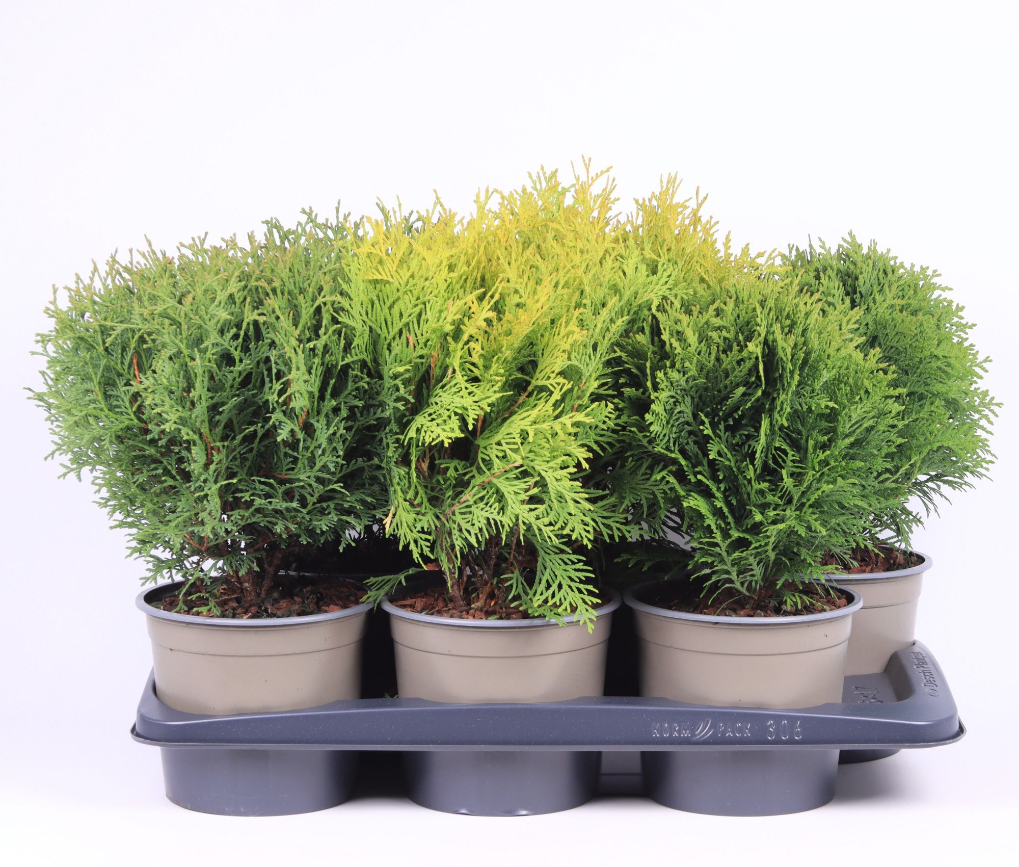 Thuja gemengde bak, D 17 cm