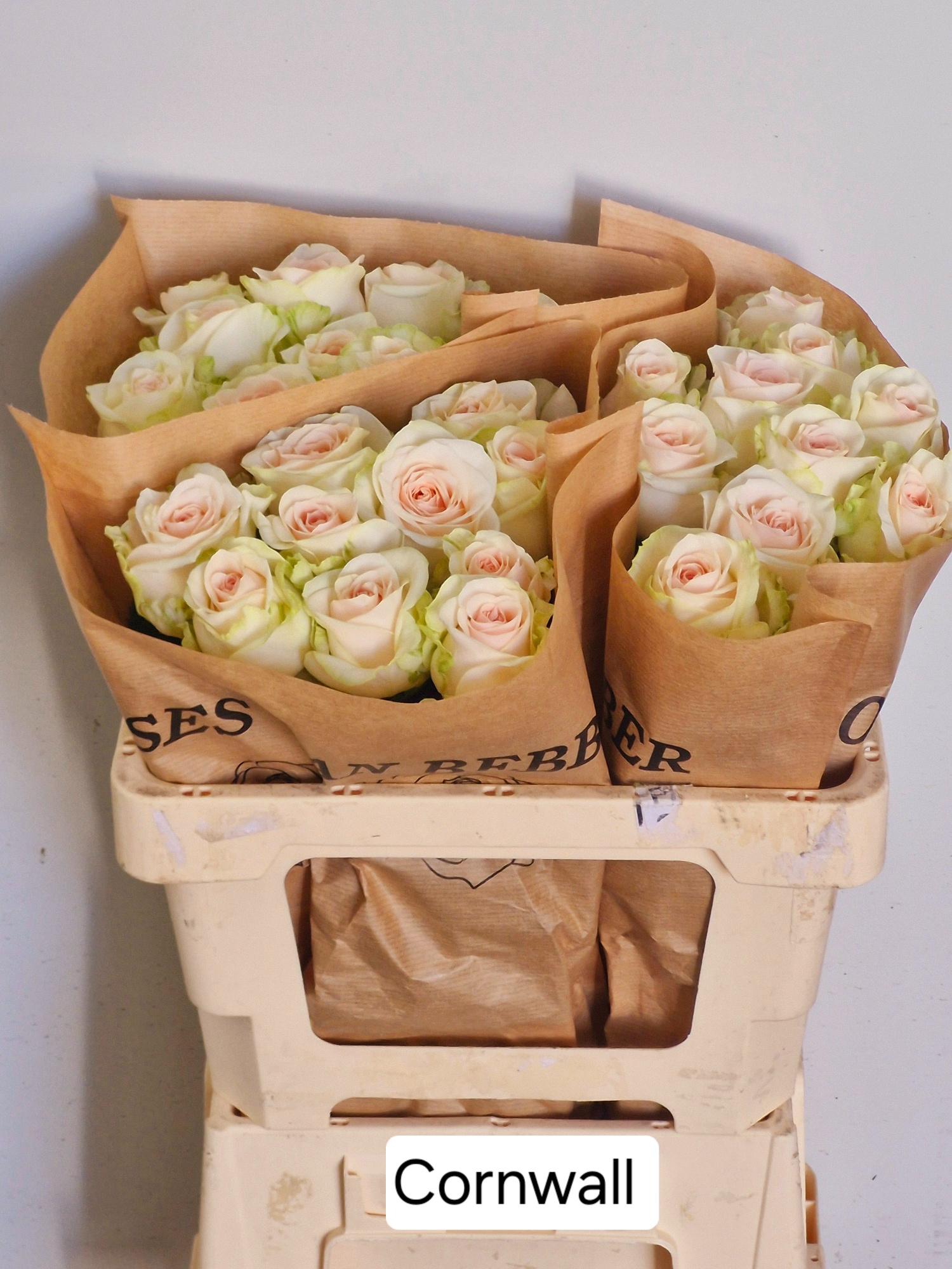 Роза од. Корнвол 50, шт.