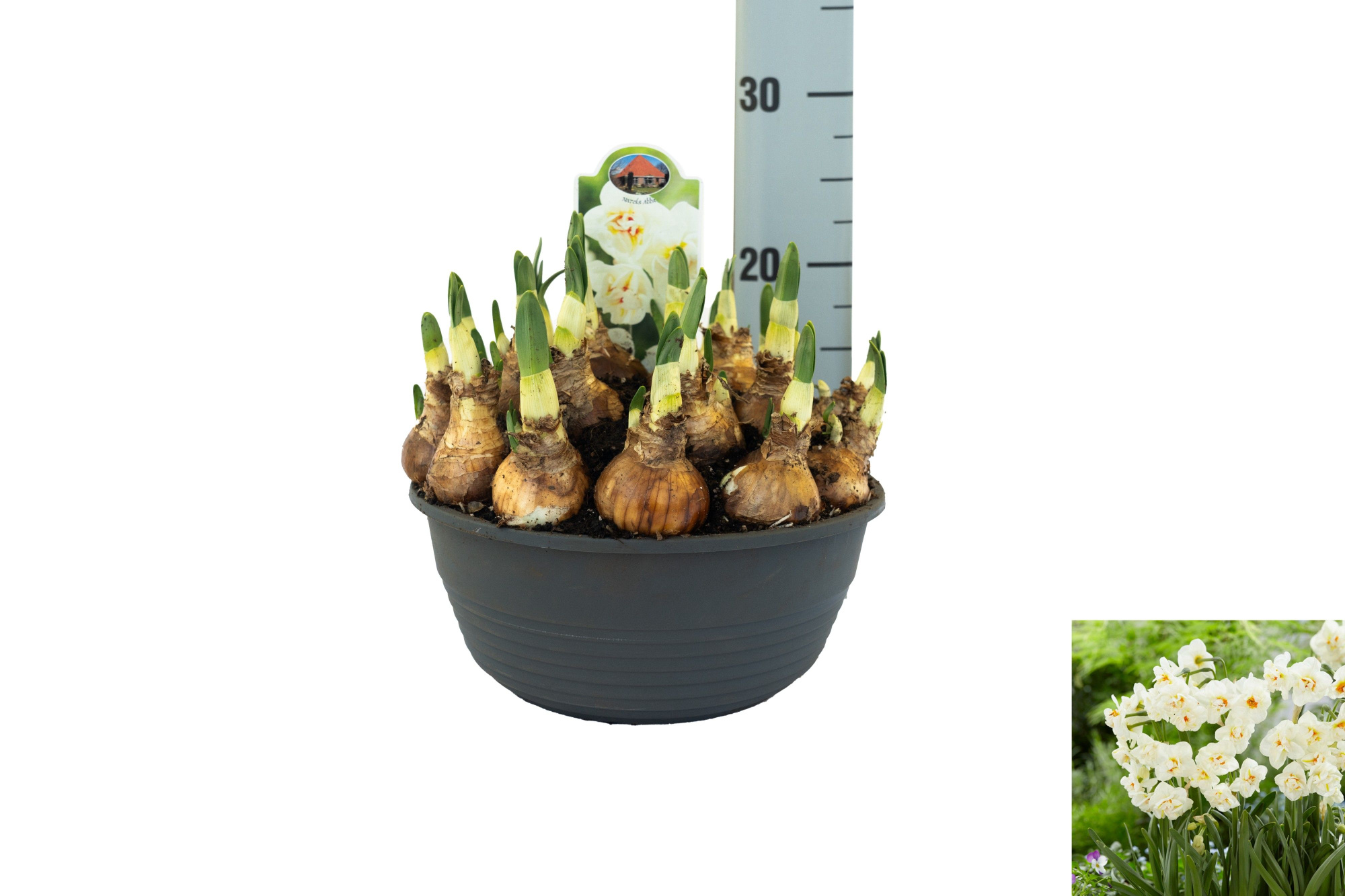 Narcissus Abba, D 23