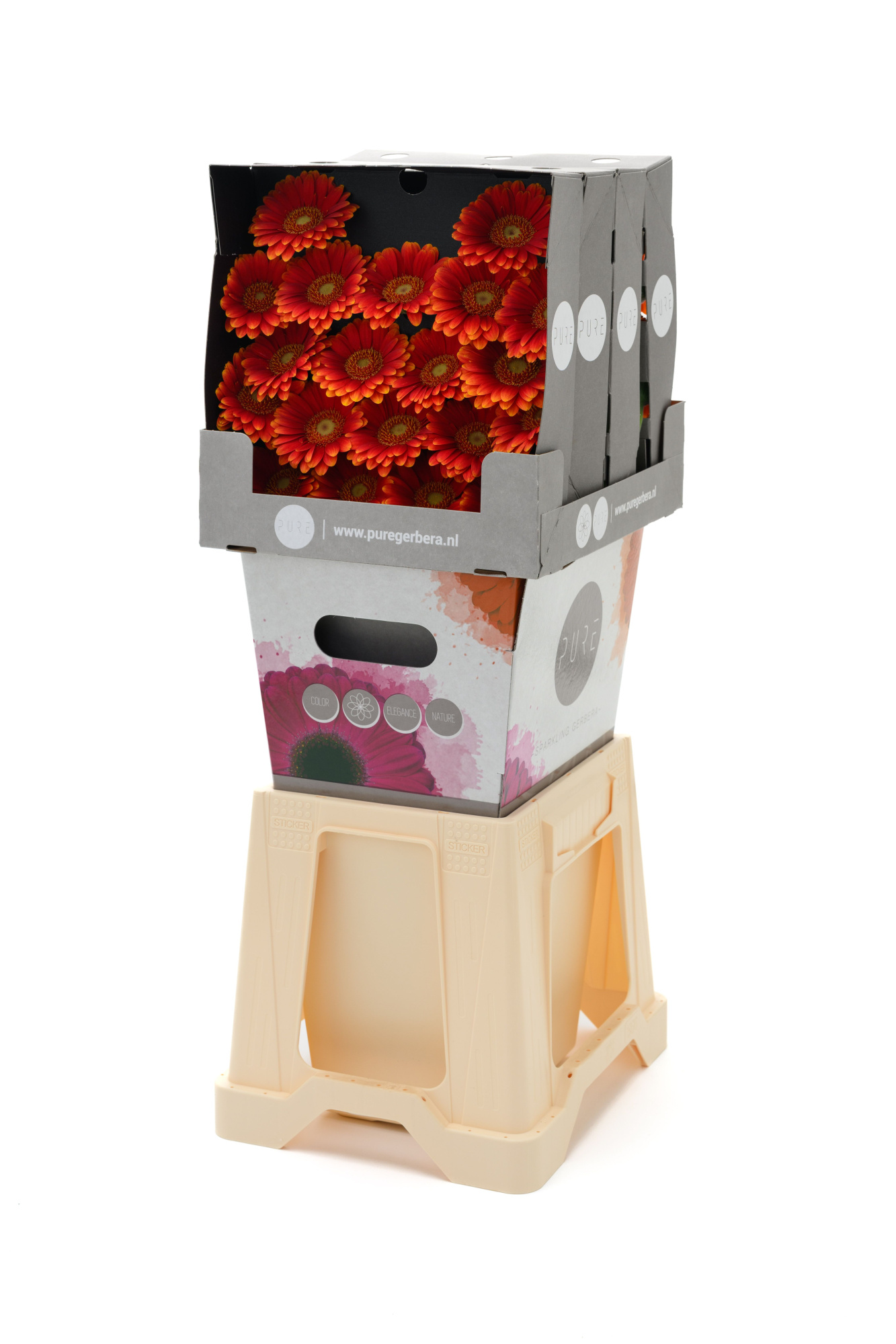 Гермини Хуанита, шт.