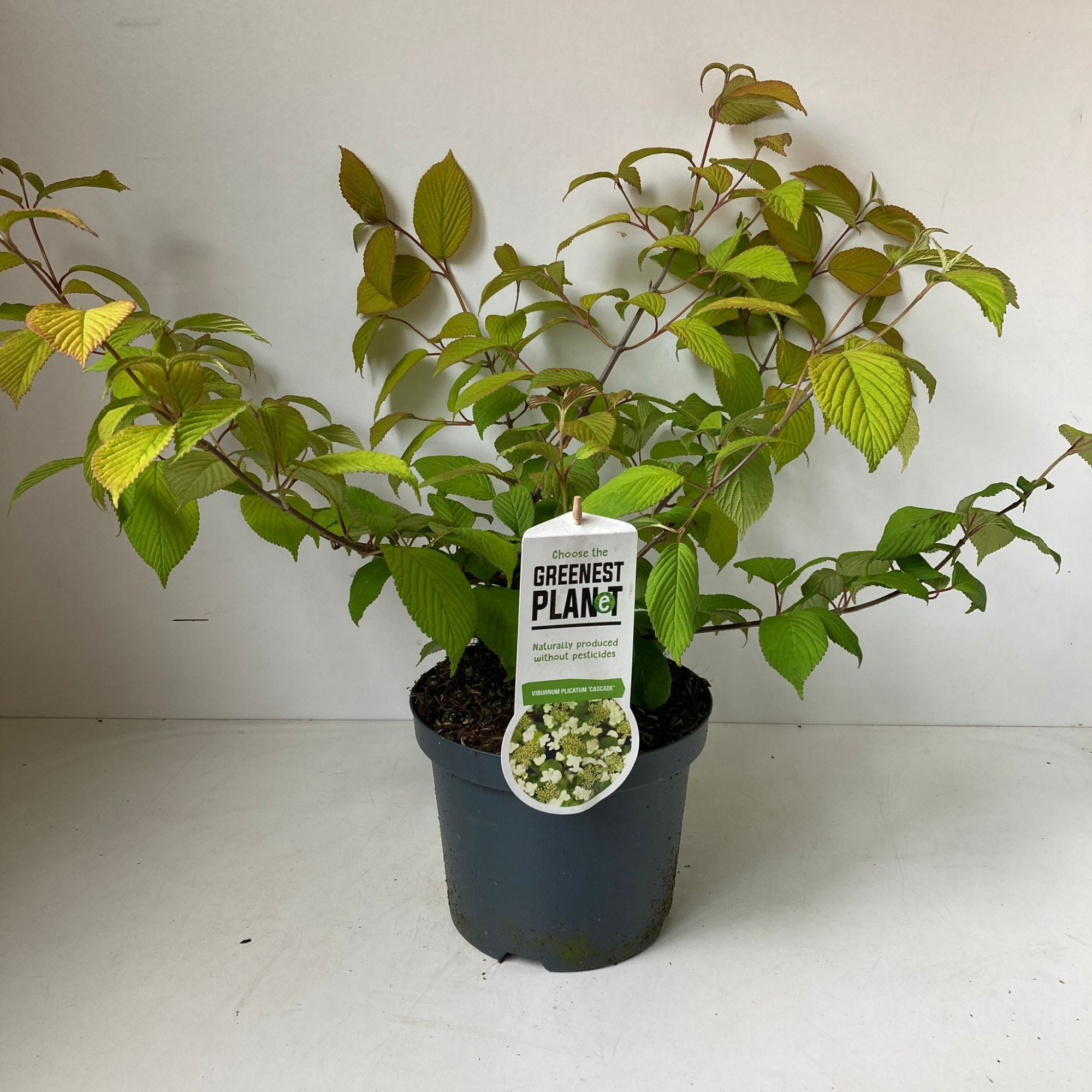 Viburnum plic. 'Cascade', D 19 cm