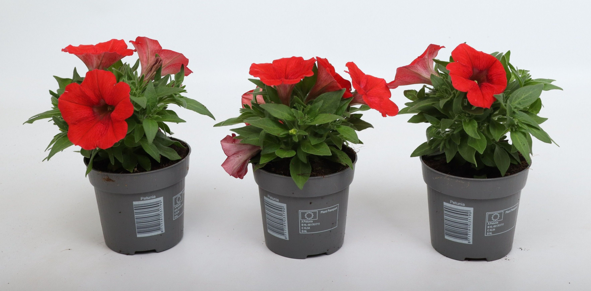 Petunia Famous Red 10,5 cm, D 10,5