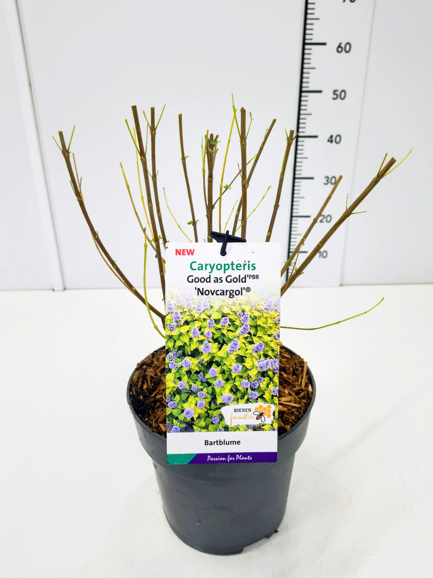 Caryopteris cland. 'Good as Gold' C5, D 23 cm