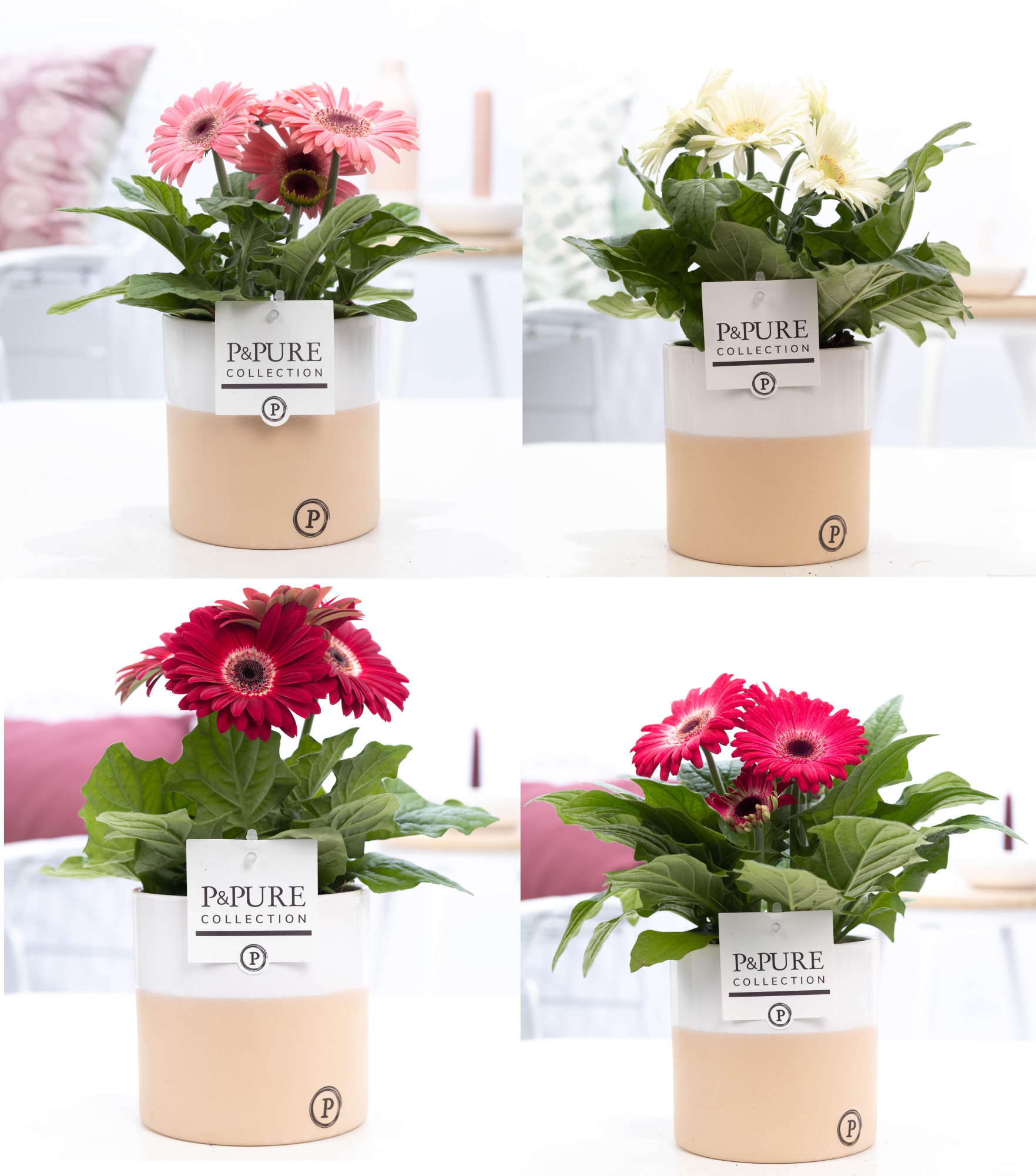 Gerbera gemengd 2+ in pot Pure Rosy keramiek, D 12 cm