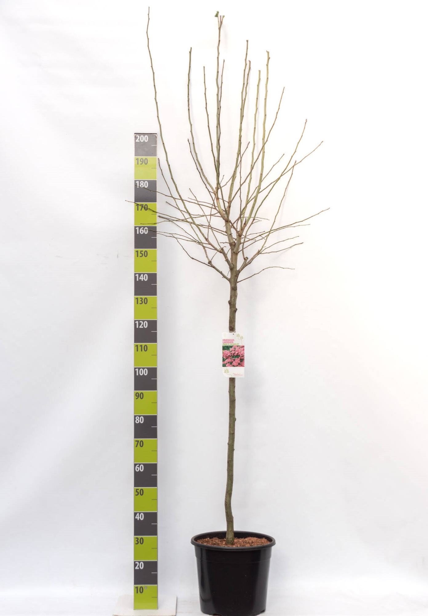 Crataegus laevigiata 'Paul`s Scarlet' C 20 120 ha, D 30