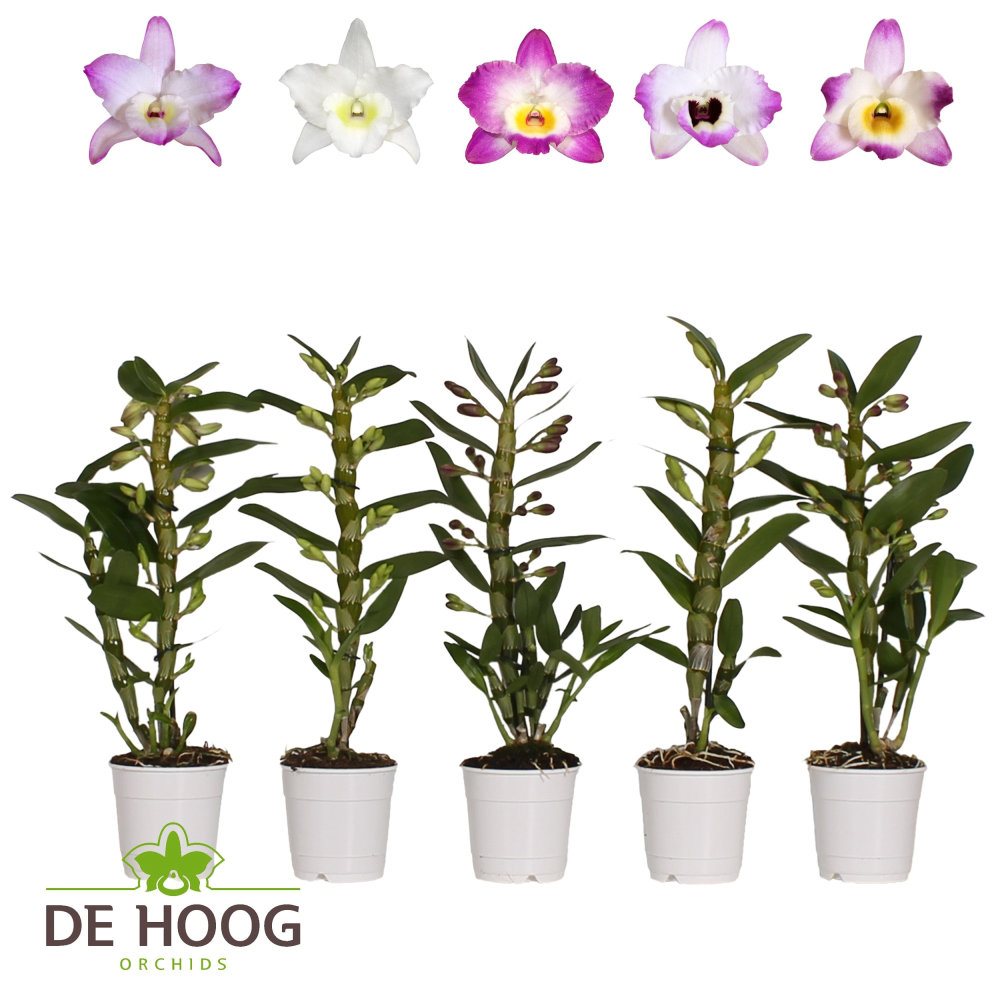 Dendrobium Nobile Mix 1 stam 6+ tros De Hoog, D 12