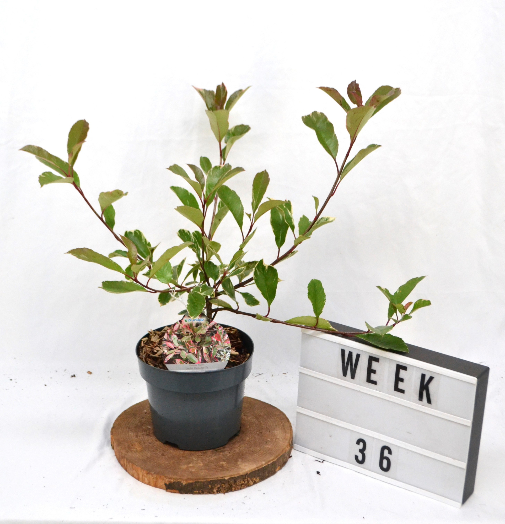Photinia fraseri Louise C3 40/50, D 19 cm