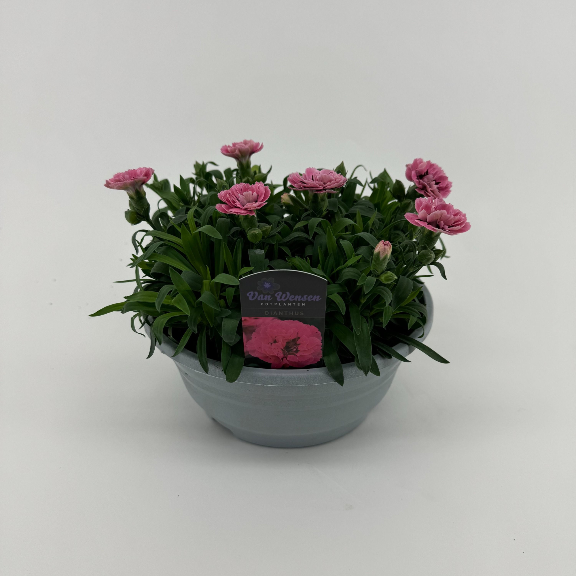 Dianthus 'Oscar' Pink and Purple, D 21 cm